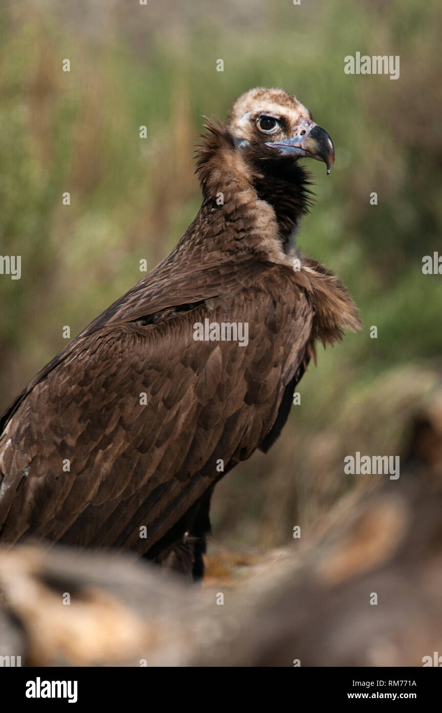 Cinereous (Eurasian Black) Vulture (Aegypius monachus), Full Length Portrait Stock Photo