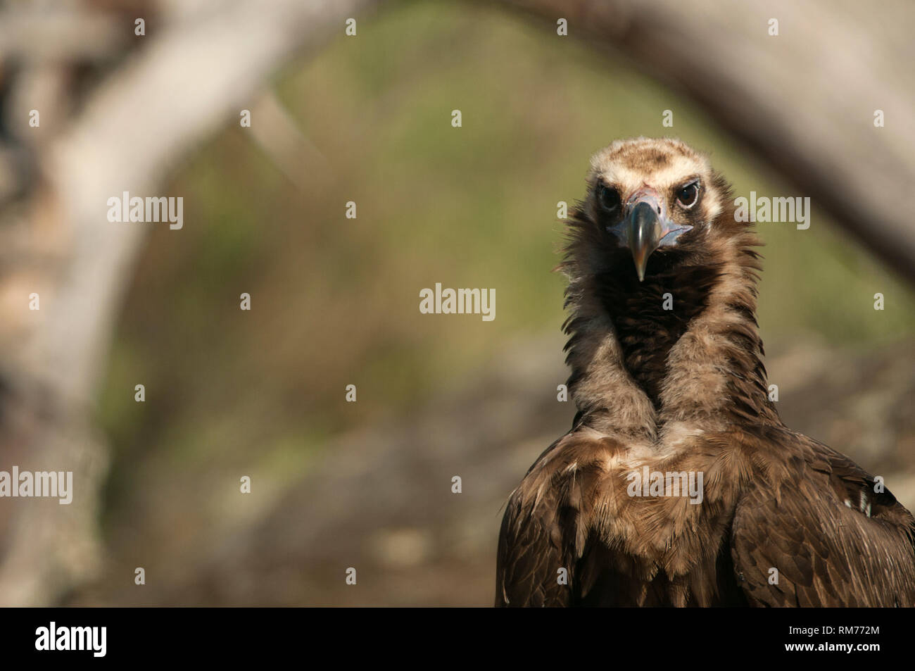 Cinereous (Eurasian Black) Vulture (Aegypius monachus), Head Portrait of Vulture Stock Photo