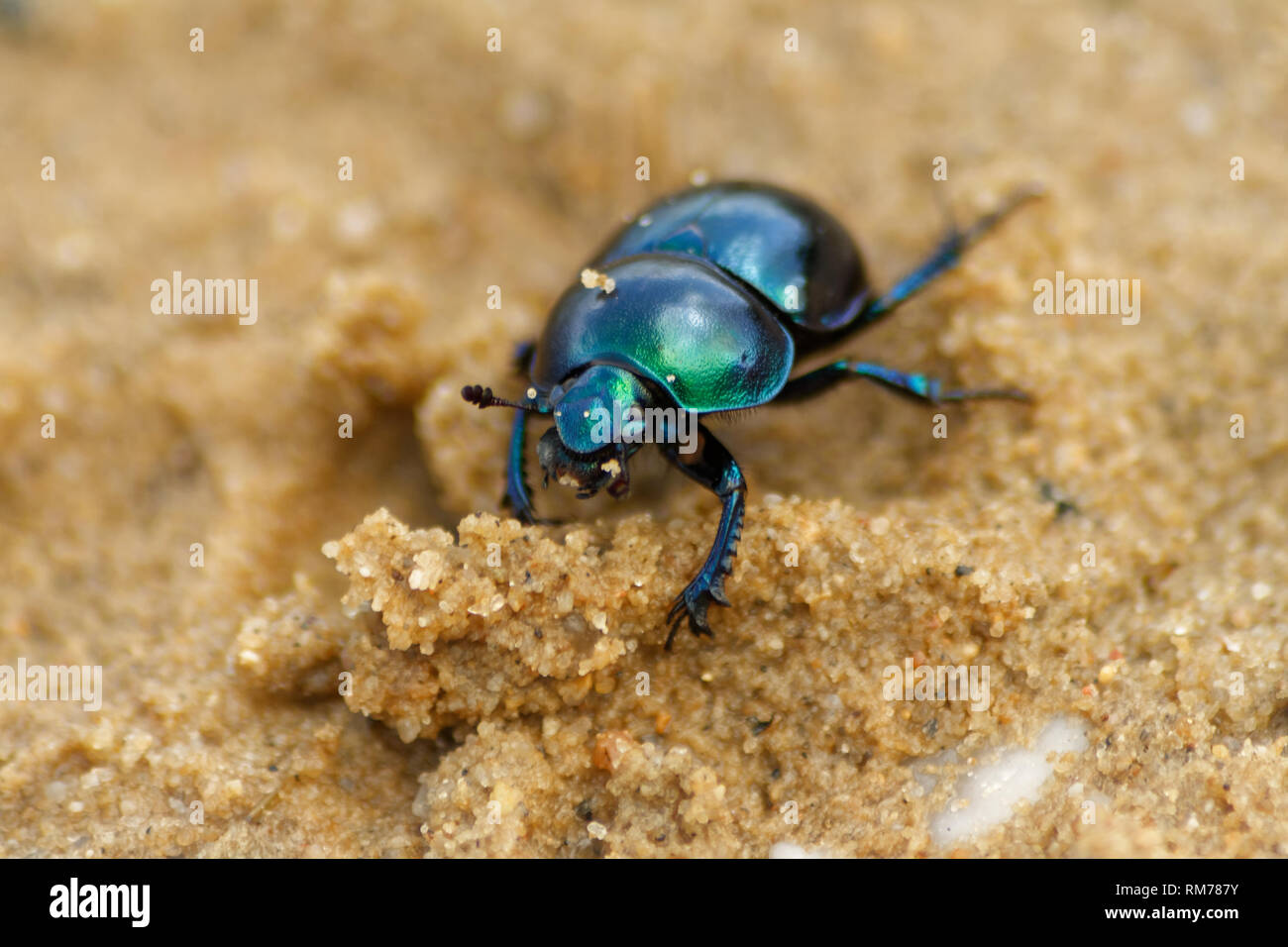Spring dor beetle (Trypocopris vernalis) Stock Photo