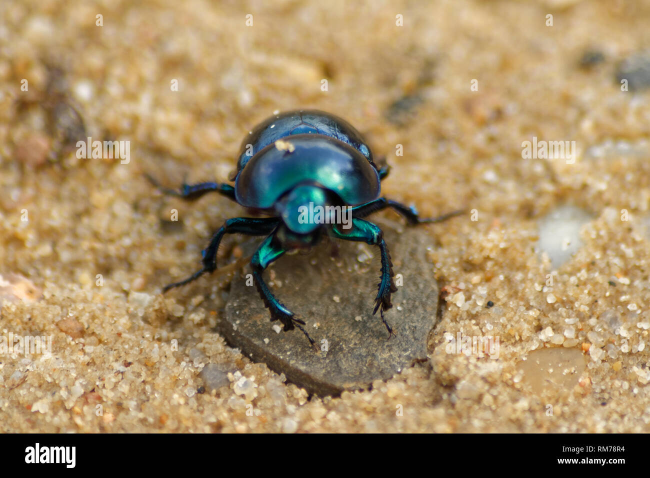 Spring dor beetle (Trypocopris vernalis) Stock Photo