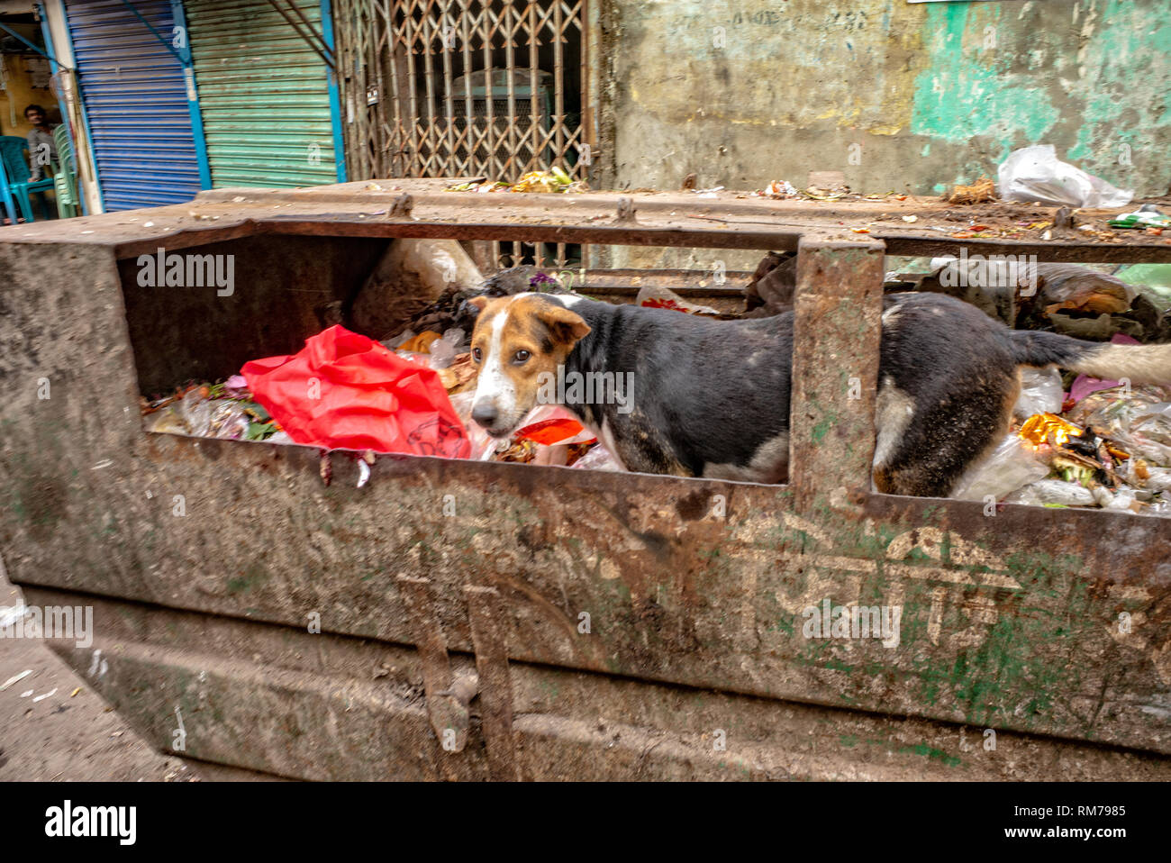 Why Do Dogs Eat Garbage