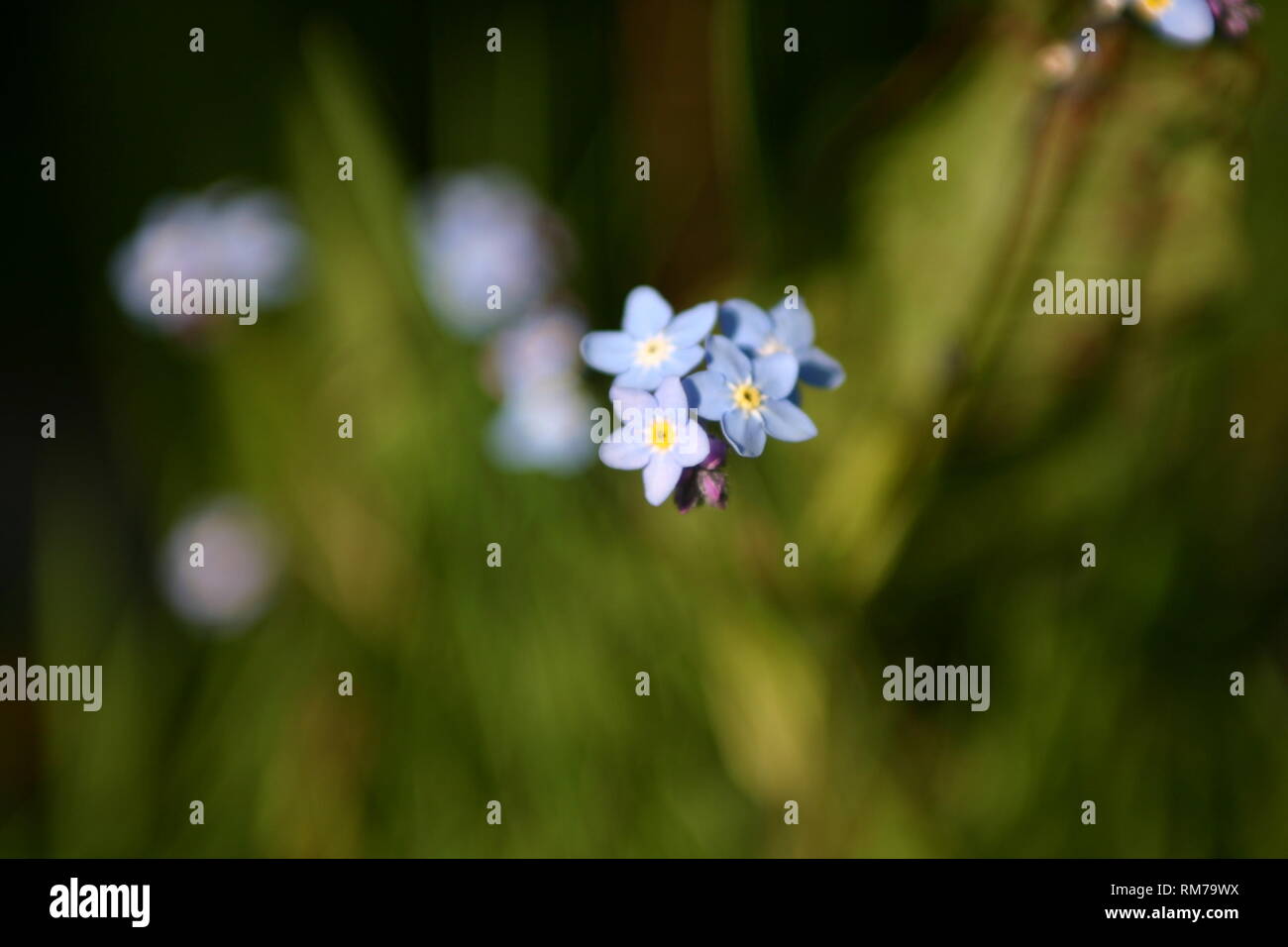 in full bloom Summer flowers Stock Photo Alamy