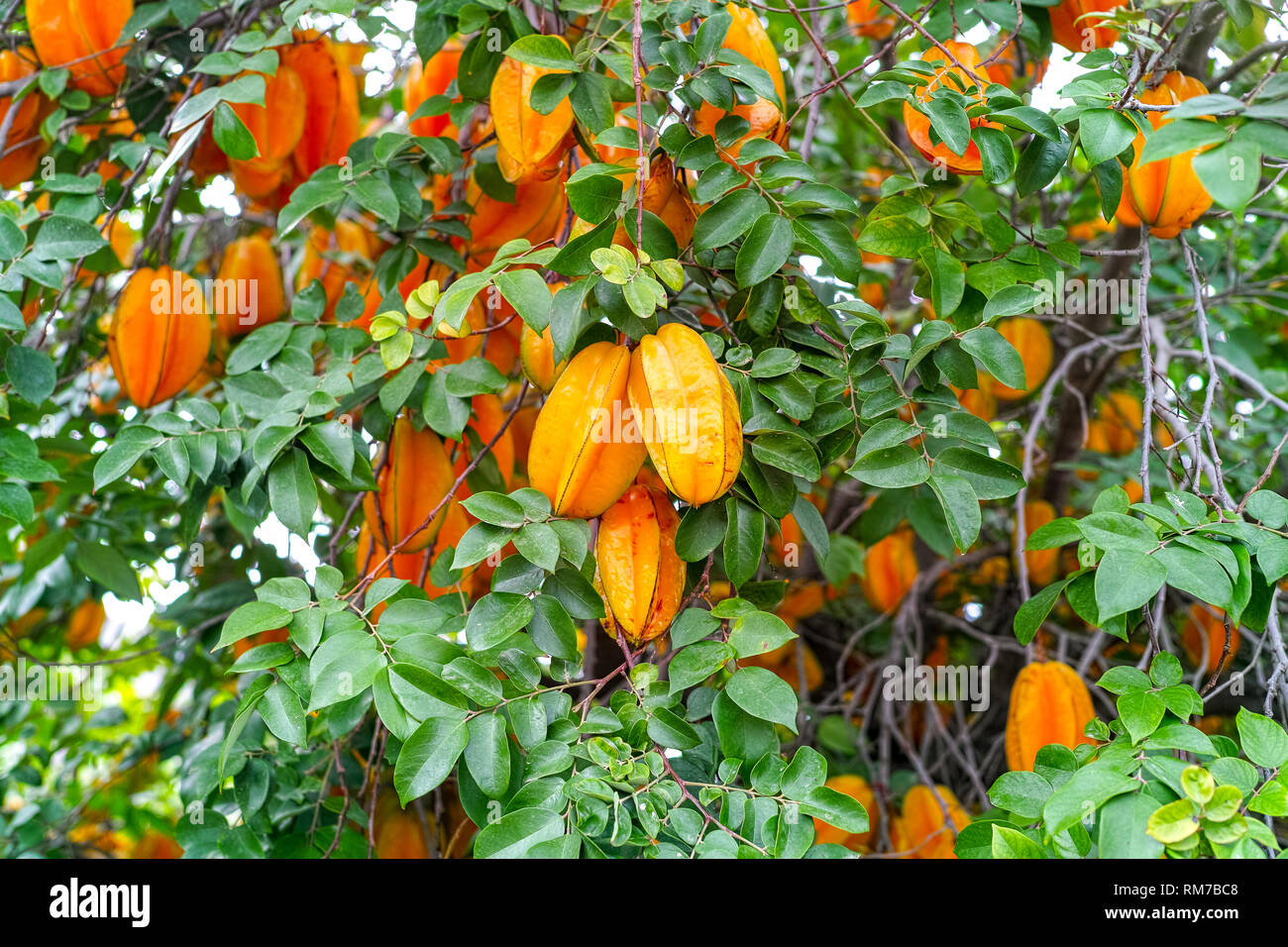 Ripe orange averrhoa carambola or star fruits growing on tree in tropical climate, ready for harvest Stock Photo