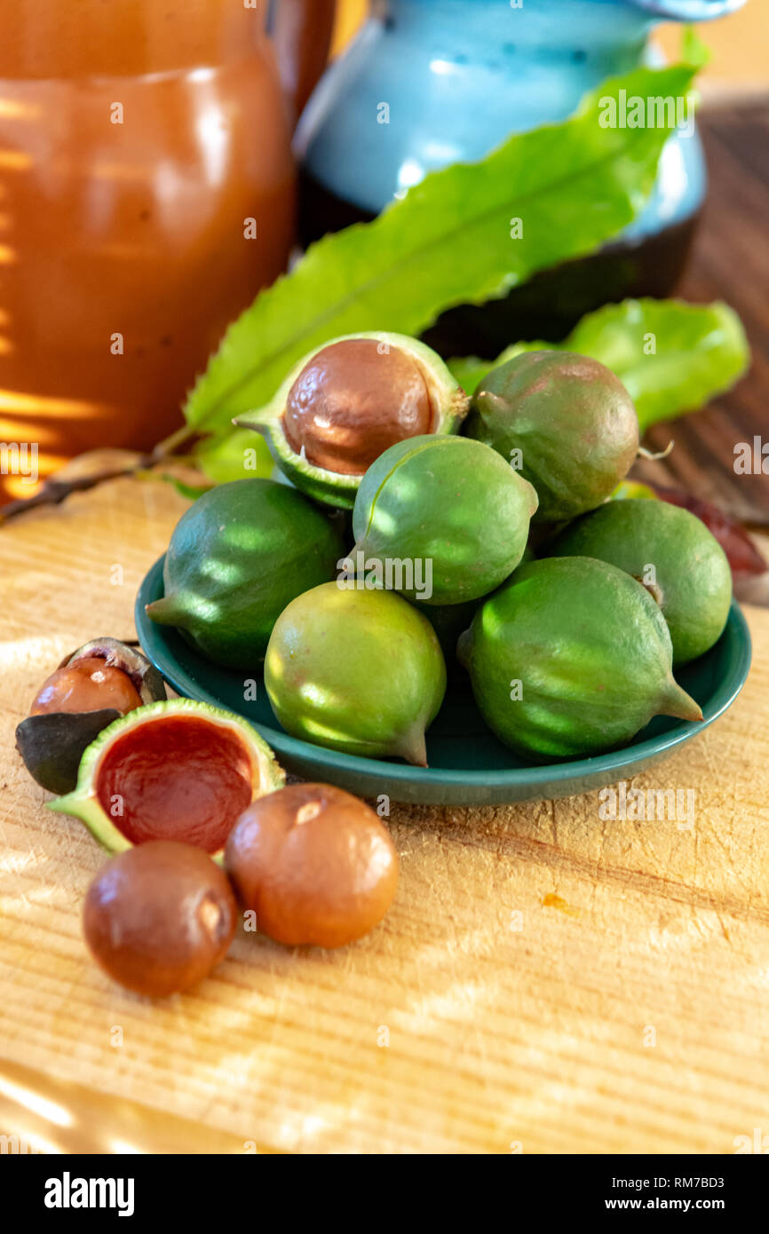 New harvest of ripe fresh Australian macadamia nuts in shell with