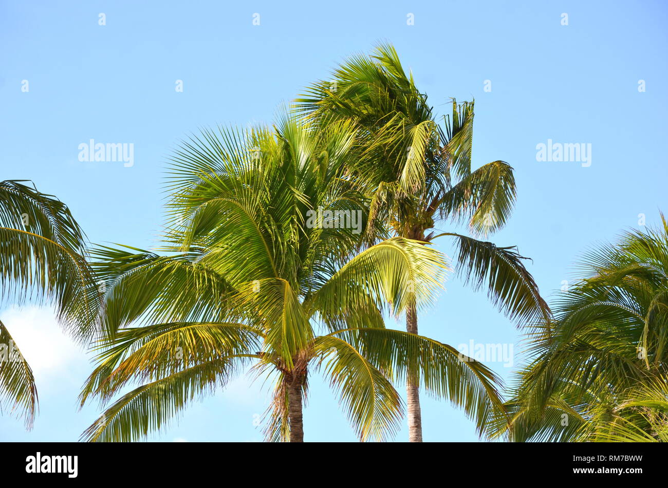 Cocos nucifera coconut palm tree tops against clear blue sky in a tropical location. Tropical palm trees around the pool area of holiday resort hotel. Stock Photo
