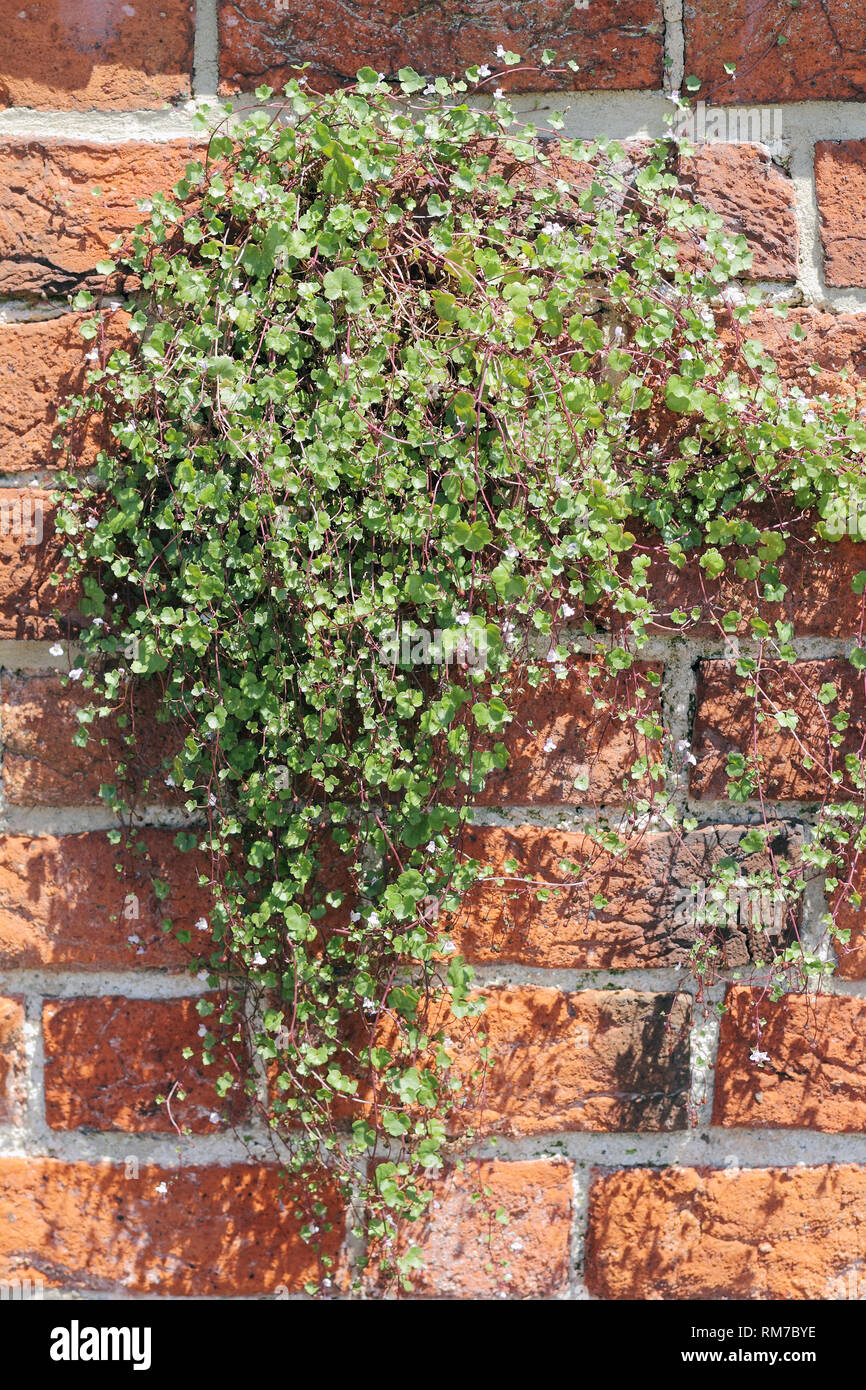 Ivy-leaved toadflax on a brick-wall, Cymbalaria muralis Stock Photo