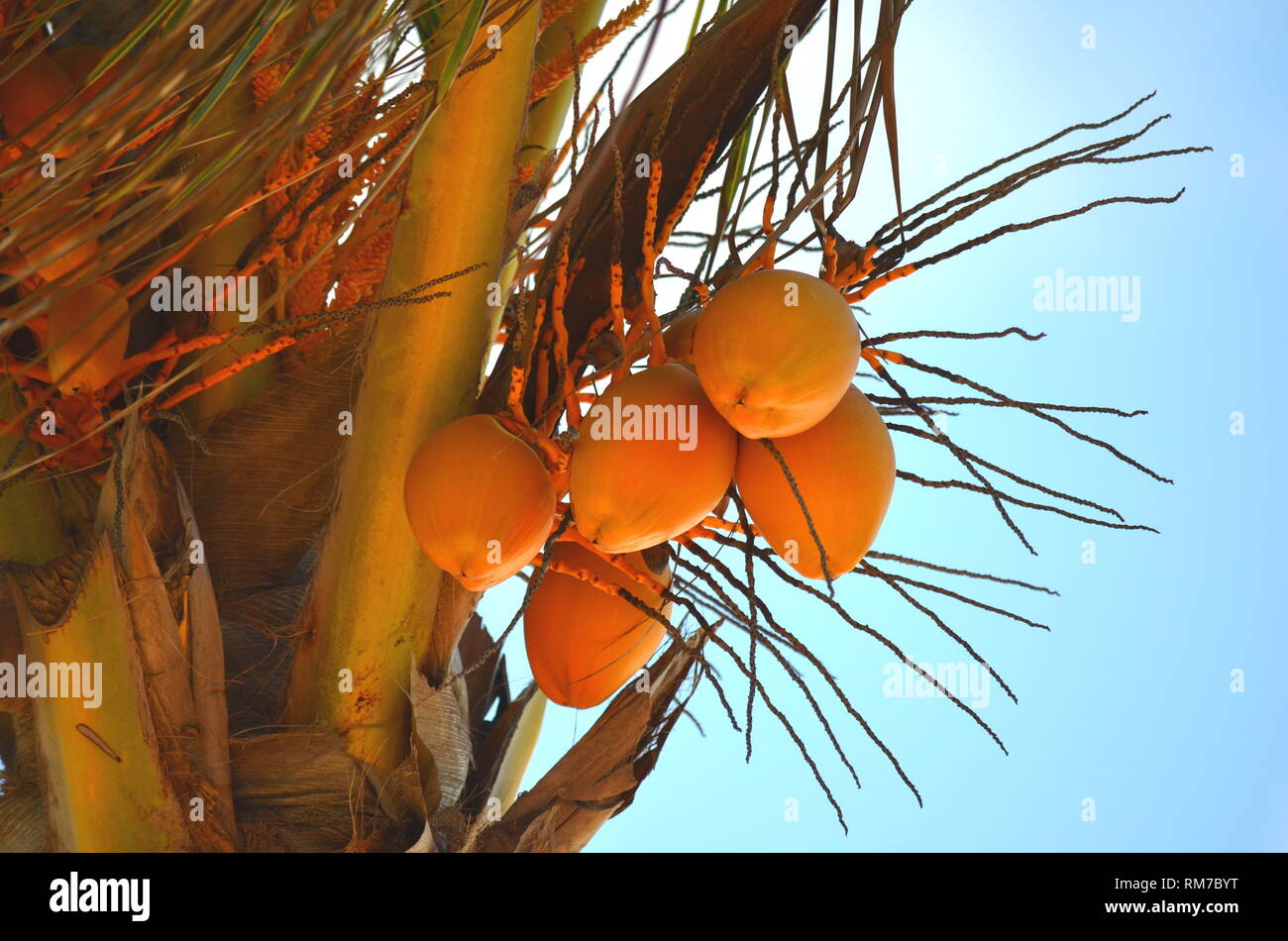 Top coconut palm tree cocos hi-res stock photography and images - Alamy
