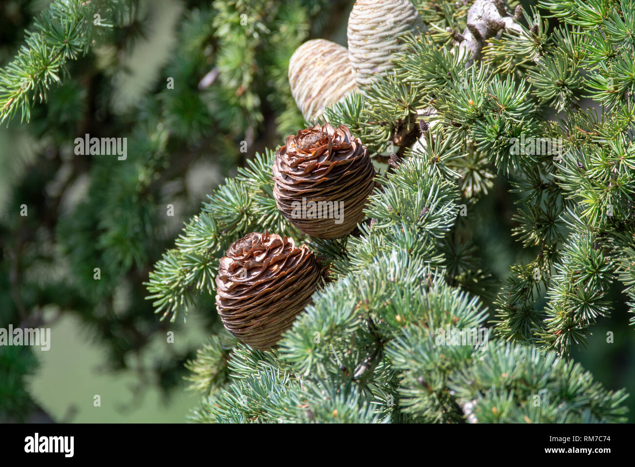 Himalayan cedar or deodar cedar tree with female and male cones, Christmas background close up Stock Photo