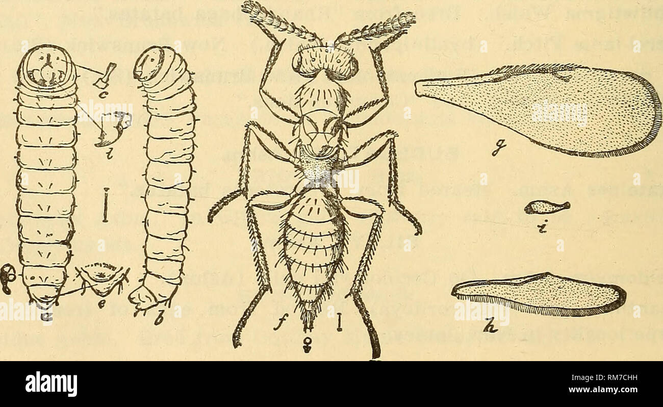 . Annual report, including a report of the insects of New Jersey, 1909. ISOSOMA Walk, hordei Harr. Lives in stalk of grain; one of the joint-worms.. Fig. 264.—Isosoma tritici; a, h, larva; f, female; g, fore wing; h, hind wing; other letters refer to details; all much enlarged. I. tritici Riley. Also one of the joint worms. Both of these species occur in New Jersey, but have never been abundant enough to be injurious. They can be controlled by using up the straw completely during the winter.. Please note that these images are extracted from scanned page images that may have been digitally enha Stock Photo