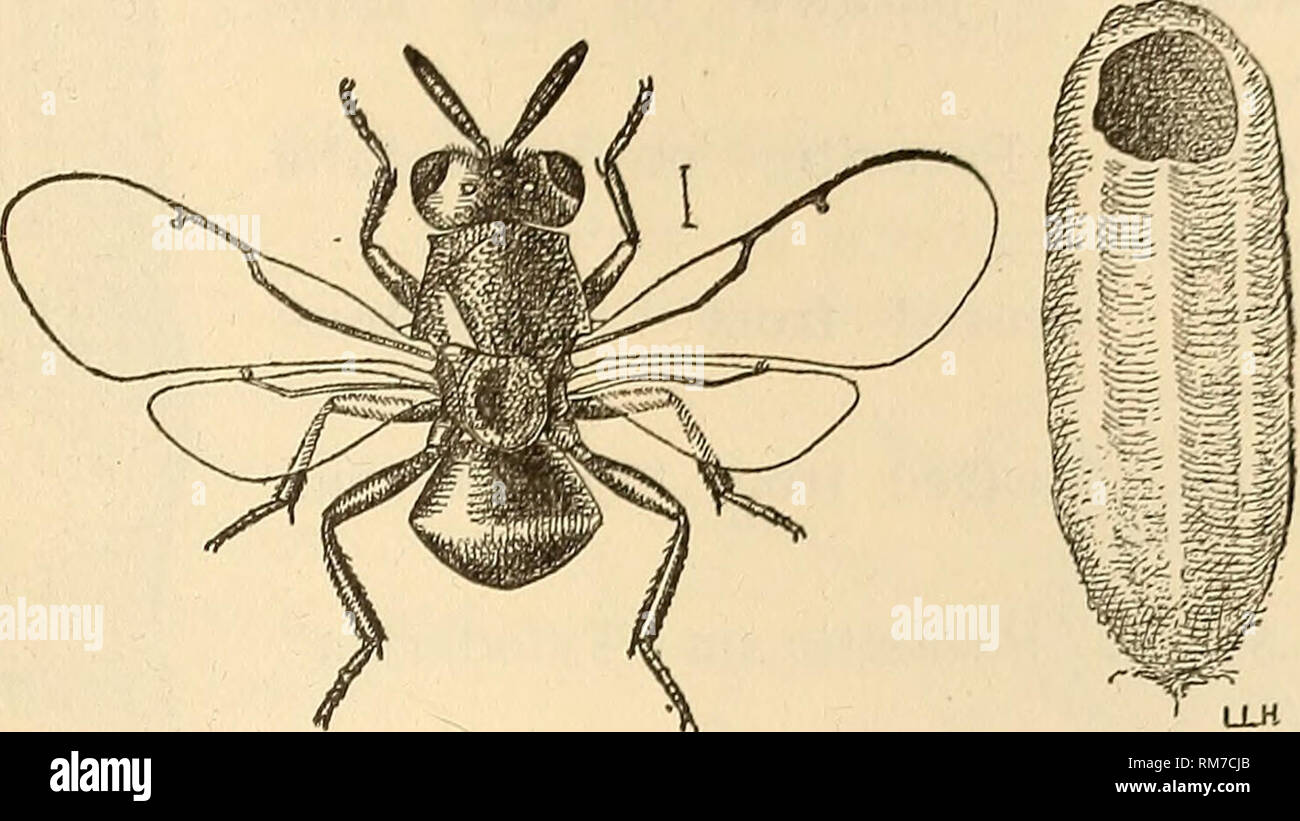. Annual report, including a report of the insects of New Jersey, 1909. THE INSECTS OE NEW JERSEY. Family PERIEAMPID.^. 647 PERILAMPUS Latr. Fig. 262.—Perilampus hyalinus; adult and cocoon; enlarged P. hyalinus Say. (cyaneus Brulle.) Caldwell (Cr); Westville VII, 21 (Jn); DaCosta VII, 5 (Dke); Atlantic Co. VIII, parasite on pine saw- fly (Coll). P. triangularis Say. Atco VI, 13 (Jn). P. platygaster Say. Riverton VIII, 11 (Jn). P. fulvicornis Ashm. New Jersey (Vk). Family EURYTOMID^. DECATOMA Spin. D. varians Walsh. New Brunswick (Sm). D. nubilistigma Walsh. Bred from &quot;Rhabdophaga batatas. Stock Photo