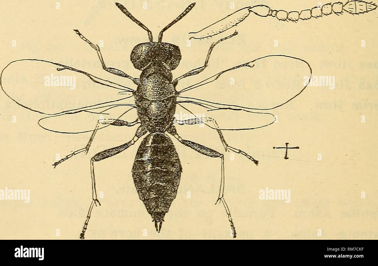 . Annual report, including a report of the insects of New Jersey, 1909. 642 REPORT OF NEW JERSEY STATE MUSEU]^!. PACHYNEURON Wlk. P. altiscuta How, New Jersey district. P. micans How. A parasite on the wheat louse. P. aphidivorum Ashm. Parasitic on the cabbage plant louse. P. nigrocyaneum Nort. Bred from &quot;Lophyrus abietis.&quot; ISOCRATUS Forst. I. vulgaris Wlk. New Brunswick VII, 20 (Sm); reared from &quot;Aphis rosee,&quot; &quot;Agromyza lutea&quot; and &quot;Curculio pomorum.&quot; HOMOPORUS Thorns. H. chalcldephagus Walsh. Parasitic on &quot;Isosoma hordei.&quot; H. subapterus Riley. Stock Photo