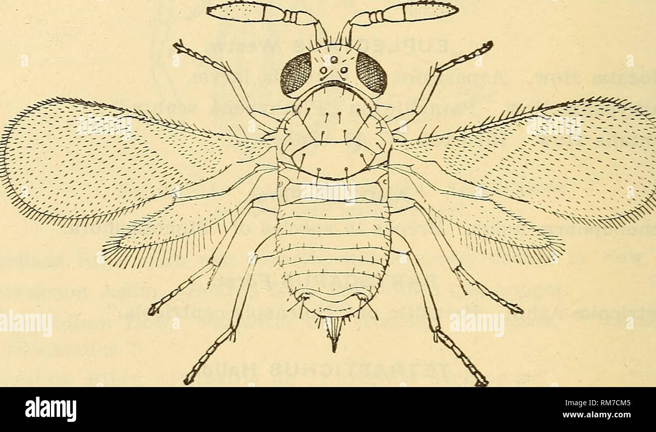 . Annual report, including a report of the insects of New Jersey, 1909. 640 REPORT OF NEW JERSEY STATE MUSEUM. MELITTOBIA Westw. M. chalybii Ashm. Parasitic in nest of &quot;Chalybion coeruleum.&quot; M. megachilis Pack. Bred from &quot;Megachile&quot; and &quot;Anthophora.&quot; PERISSOPTERUS How. P. pulchellus How. Parasite on &quot;Chionaspis pinifoliae&quot; and &quot;Aspidiotus&quot; sp. APHELINUS Dalm. A. mali Hald. Parasitic on woolly apple, cabbage and other plant lice. A. mytilaspidis LeB. Throughout the State on oyster shell scale and other scales.. Fig. 259.—Aplielinus fitscipennis: Stock Photo