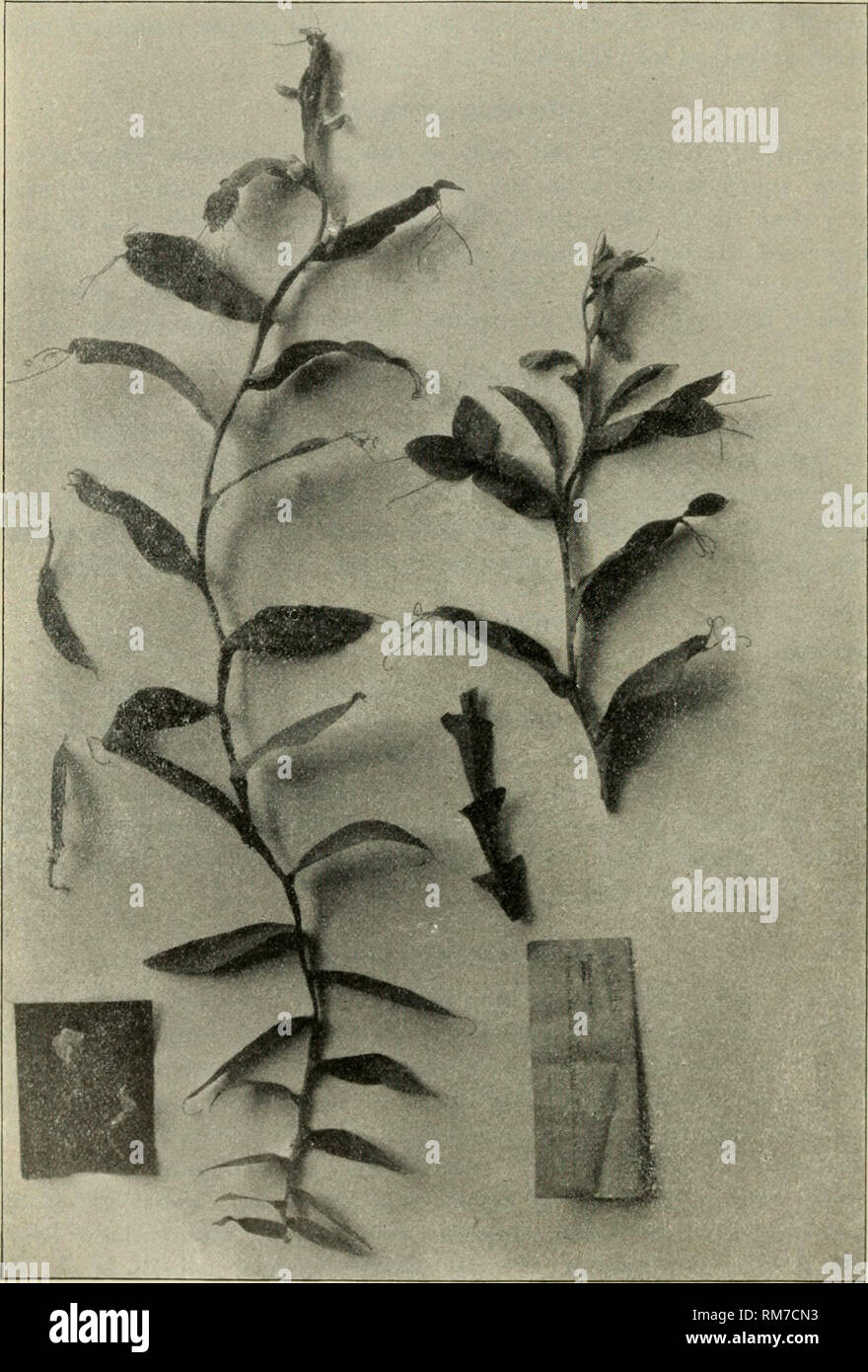. Annual report of the New York State College of Agriculture at Cornell University and the Agricultural Experiment Station. New York State College of Agriculture; Cornell University. Agricultural Experiment Station; Agriculture -- New York (State). 672 Bulletin 320 violet-blue; wings broad, spreading, pale lilac dorsally, nearly white in front; keel petals falcately curved, with red tips.. Fig. 181.—Lathyrus ochrus DC.. Please note that these images are extracted from scanned page images that may have been digitally enhanced for readability - coloration and appearance of these illustrations ma Stock Photo
