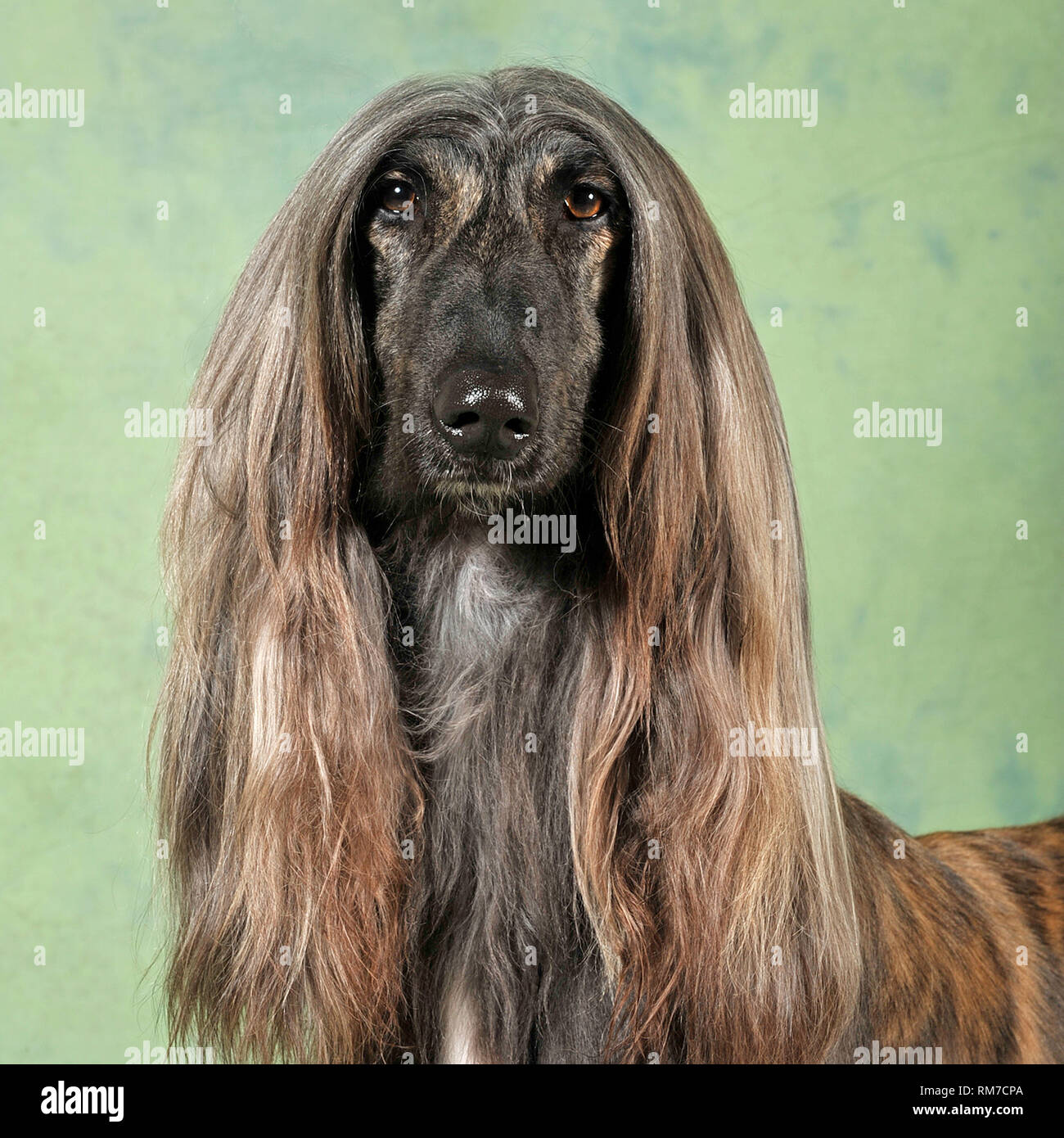 Afghan Hound And Long Haired Stock Photos & Afghan Hound And Long ...