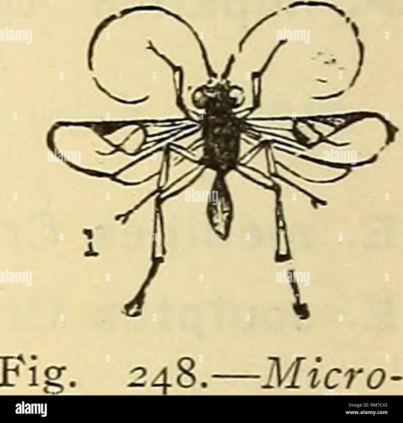 . Annual report, including a report of the insects of New Jersey, 1909. 6io REPORT OF NEW JERSEY STATE MUSEUM.. MICROGASTER Latr. M. carinata Pack. A parasite of the &quot;atalanta&quot; butterfly. M. gelechiae Riley. Woodbury VI, 27 (Jn); reared from &quot;Gelechia gallsesolidaginis,&quot; which is locally common in New Jersey. M. mellipes Say. (Orgilus) Atco VI, 13 (Jn). M. nephoptericis Pack. Parasitic on &quot;Vitula edmandsii.&quot; gaster species. M. maculipennis Cress. Anglesea IX, 9 (Vk). M. zonaria Say. (Hypomicrogaster) New York and probably New Jer- sey (Ashm). rubricoxa Prov. (Hygr Stock Photo