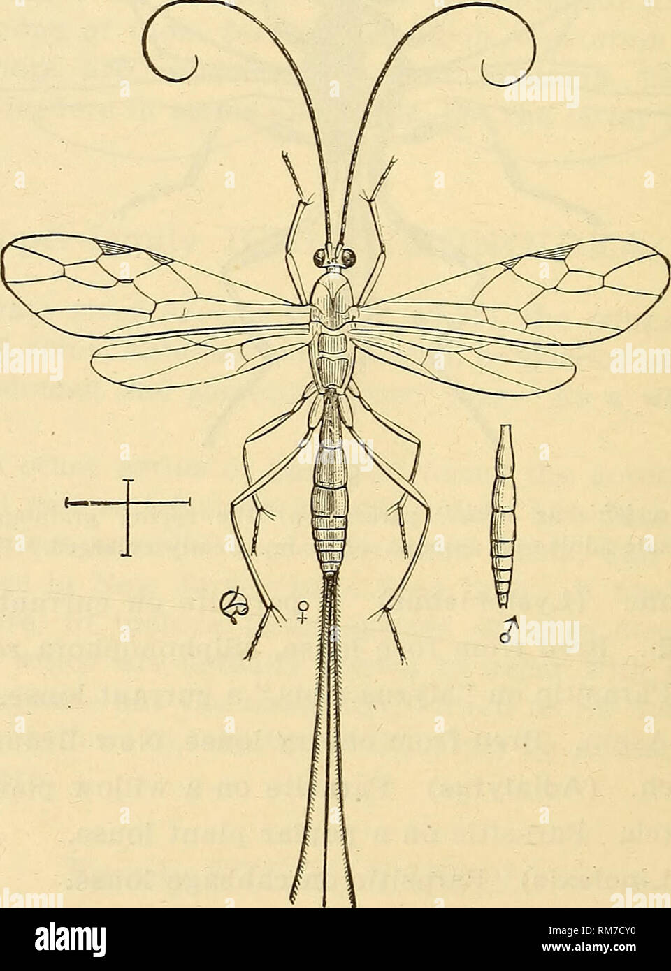 . Annual report, including a report of the insects of New Jersey, 1909. 6o6 REPORT OF NEW JERSEY STATE MUSEUM. PRAON Halid. P. avenaphis Fitch. (Aphidius) Throughout South Jersey, parasitic on the common wheat louse (Sm). P. cerasaphis Fitch. Parasite of cherry plant louse. OPIUS Wesm. O. anthomyiae Ashm. (Biosteres) Parasitic on an &quot;Anthomyid,&quot; mining leaves of Dock. O. floridanus Ashm. (Desmiostoma) New Brunswick VII (Sm); a mss. name only. O. sanguineus Ashm. Reared from &quot;Trypetids,&quot; living in galls on &quot;So- lanum carolinense.&quot; ZELE Halid. Z. uniformis Prov. New Stock Photo
