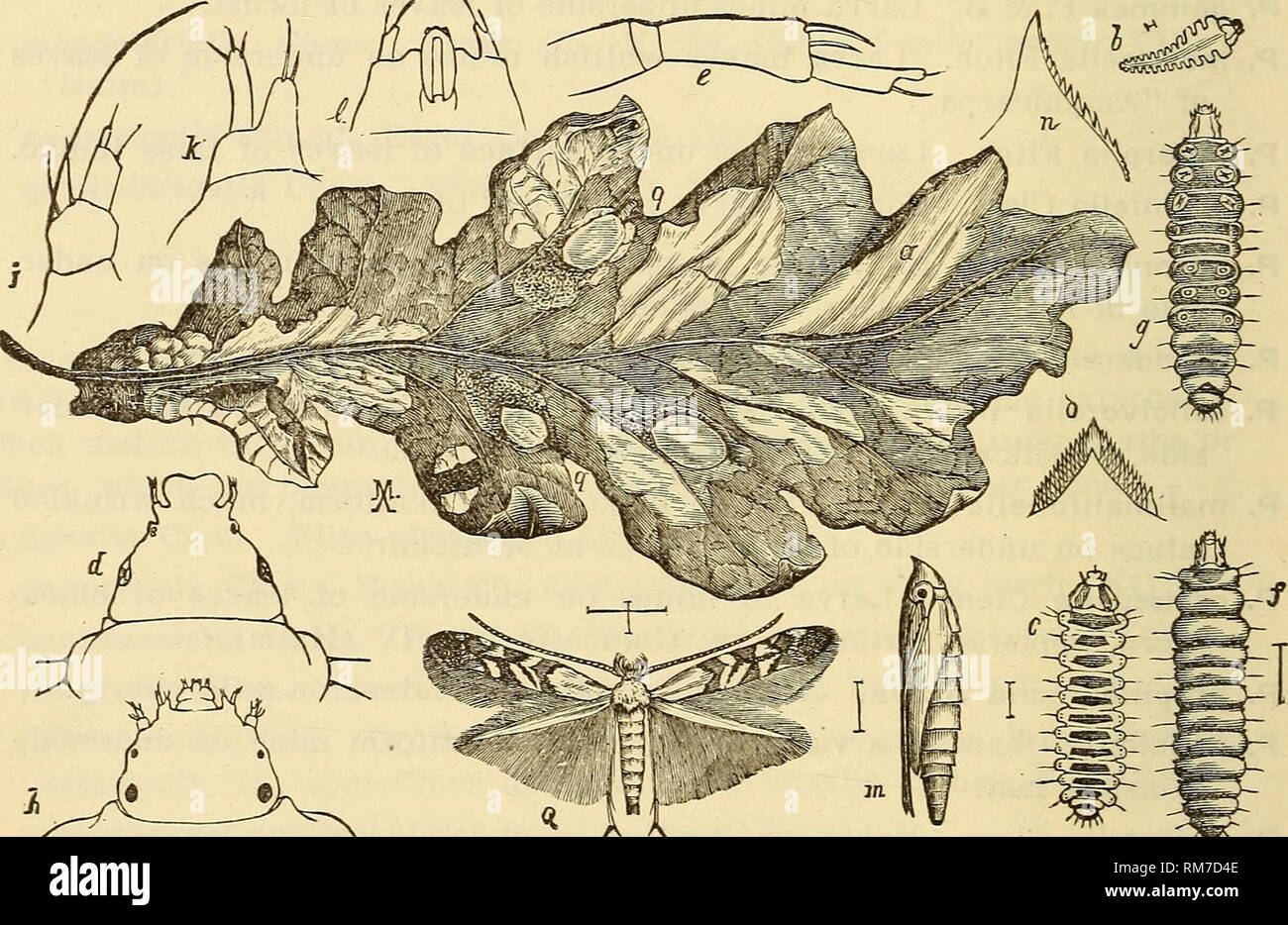 . Annual report, including a report of the insects of New Jersey, 1909. 570 REPORT OF NEW JERSEY STATE MUSEUM. p. tilieacella Cham. Larvae make nearly circular tentlform mines on upperside of leaves of basswood. P. tragi I el la P. &amp; B. Larva in underside mines on leaves of &quot;Lonicera.&quot; P. salicifollella Clem. Larvae in underside mines on leaves of different species of poplar and willow. P. caryaefoliella Clem. Larva mines upperside of hickory leaves, g. d. P. lentella Braun. Larvae found in community mines on upperside of leaves of black birch and ironwood. P. saccharella Braun.  Stock Photo