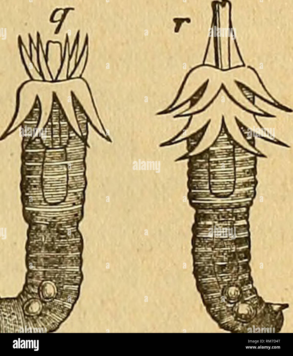 Insect Bladder . Annual report of the Trustees of the State Museum of Natural History ...