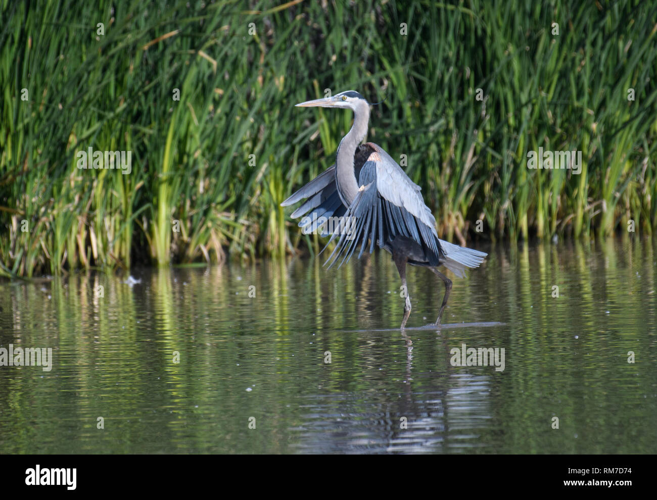 Great blue heron landing in the water Stock Photo Alamy
