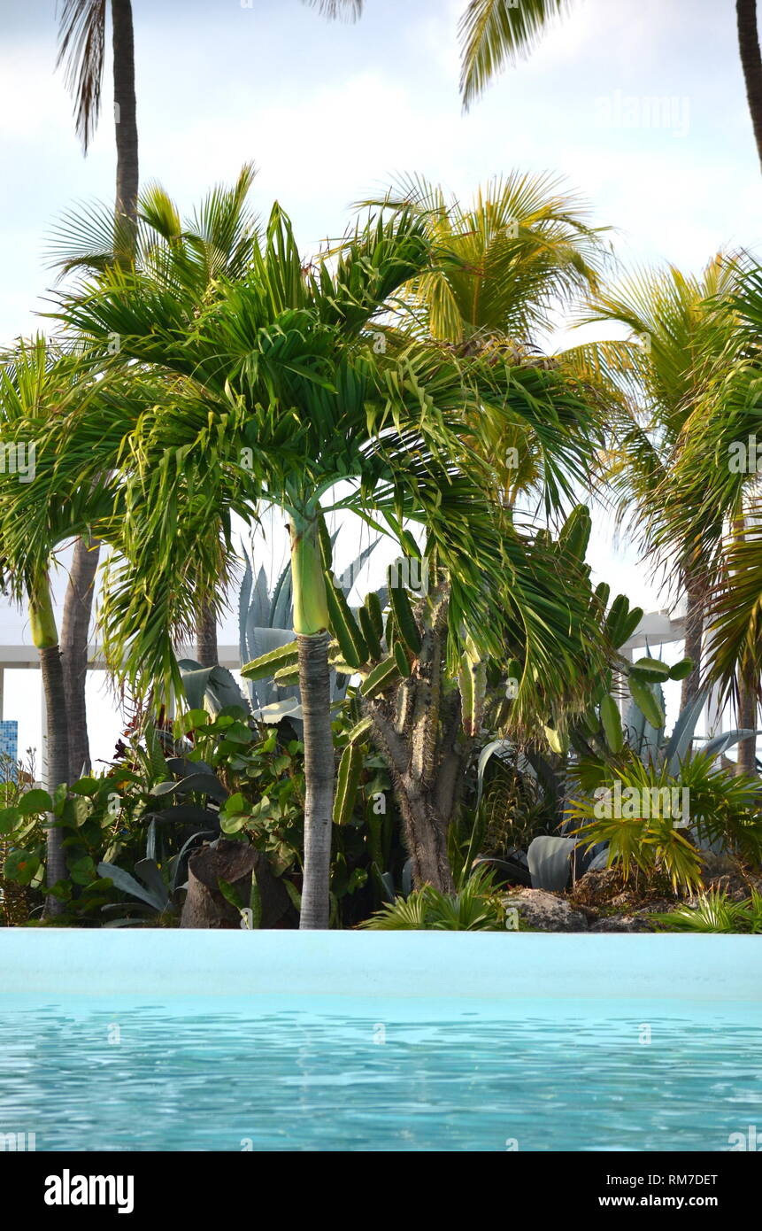 Cocos nucifera coconut palm tree tops against clear blue sky in a tropical location. Tropical