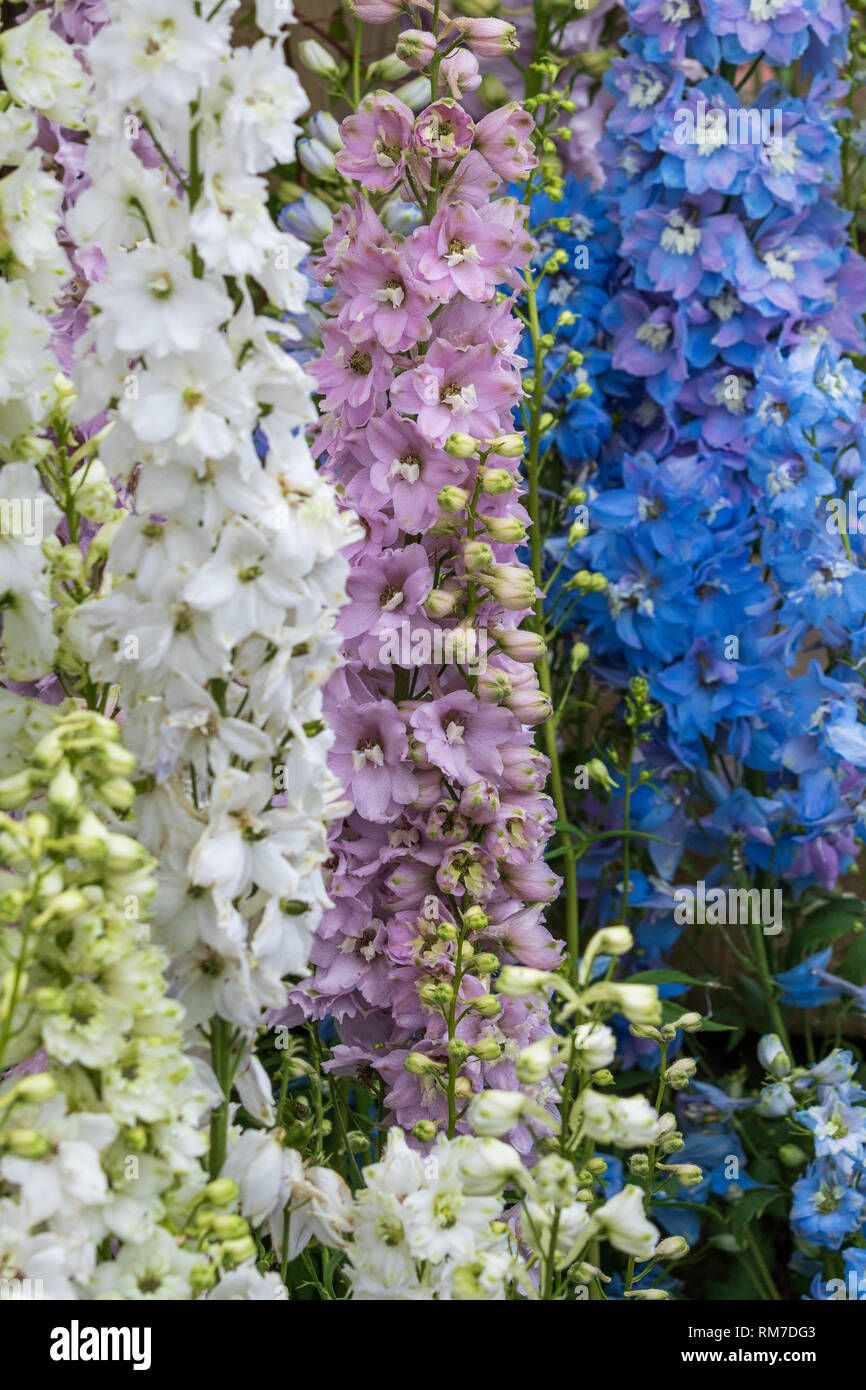 Delphinium close up black blue hi-res stock photography and images - Alamy