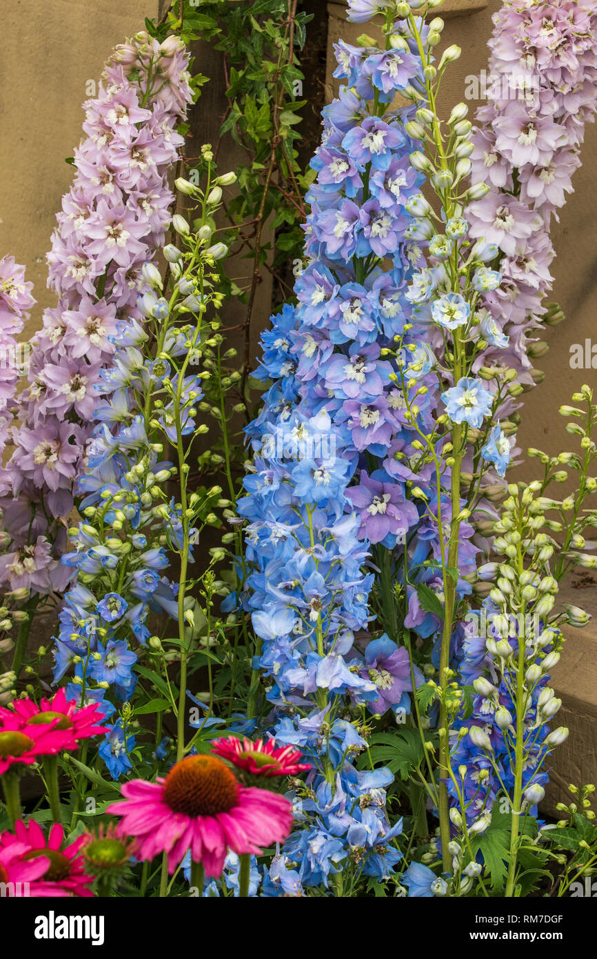 Delphinium close up black blue hi-res stock photography and images - Alamy
