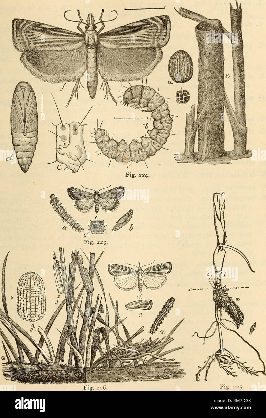 . Annual report, including a report of the insects of New Jersey, 1909. THE INSECTS OF NEW JERSEY. 529. Fig. 223.—Evergestis rimosalis, allied to E. stramtnalis: a, larva; b, pupa: c. adult. Fig. 224.—Cranberry girdle-worn, Crambus hortuellus: a, egg; b, larva; c. a single seg- ment; d, pupa; e, tube made by larva; f. adult, all much enlarged. Fig. 225.—Corn-root web worm at work. Fig. 226.—Root web worm, Crambus i-uh-k'nscllus: a. larva; /'. over- c&quot;. undor-k-round tube and cocoon; d, c, f, moths, wings spread and at rest; ^ egg very greatly enarged. 34 IN. Please note that these images Stock Photo