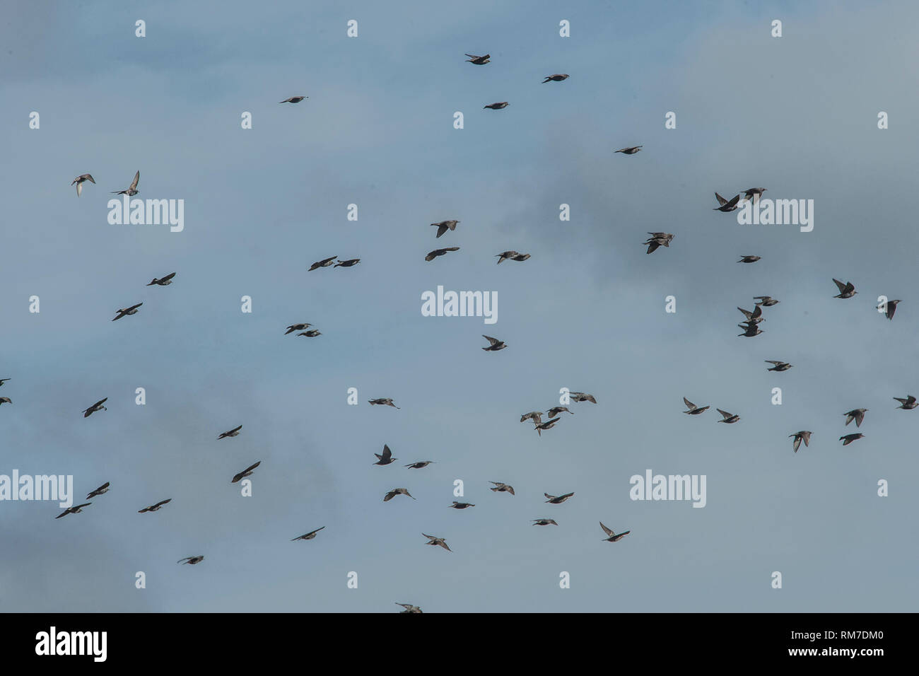 flock of starlings Stock Photo