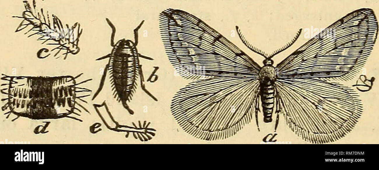 . Annual report, including a report of the insects of New Jersey, 1909. 504 REPORT OF NEW JERSEY STATE MUSEUM. MELANOLOPHIA Hulst. M. canadaria Gn. Throughout the State, III-VIII; larva on tamarack, spruce, pine, hemlock, &quot;Myrica,&quot; etc. &gt;ETHALOPTERA Hulst. /E. intertexta Walk. Paterson VII, 21 (Gr); Bloomfield V, VII (Wdt); Staten Island VII (Ds); Newark. GLENA Hulst. G. cognataria Hbn. Sandy Hook, VII (Ds). ECTROPIS Hbn. E. crepuscularia D. &amp; S. Throughout the State IV to IX, common; larva on apple, pear, plum, elm, maple, clover, etc. EPIMECIS Hbn. E. virglnaria Cram, (horta Stock Photo