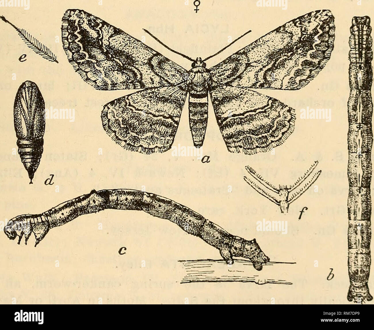 . Annual report, including a report of the insects of New Jersey, 1909. THE INSECTS OF NEW JERSEY. 503 LYTROSIS Hulst. L. unitaria H. S. Newark (Soc); Caldwell (Cr). &quot;Tornos scolopacinarius&quot; Gn. is a southern species and does not seem to occur with us. EXILIS Gn. E. pyrolaria Gn. May occur in New .Jersey. SELIDOSEMA Hbn, S. humaria Gn. Paterson V, 12, VII, 20 (Gr); Caldwell (Cr); Forest Hill VII (Wdt); Newark VII, 20. S. umbrosaria Gn. Staten Island VI, VII (Ds); Forest Hill, on hemlock IX (Wdt); Elizabeth VIII, 16 (Kp); Newark VII, 4; larva on horse- chestnut, elm, etc. CLEORA Curt. Stock Photo
