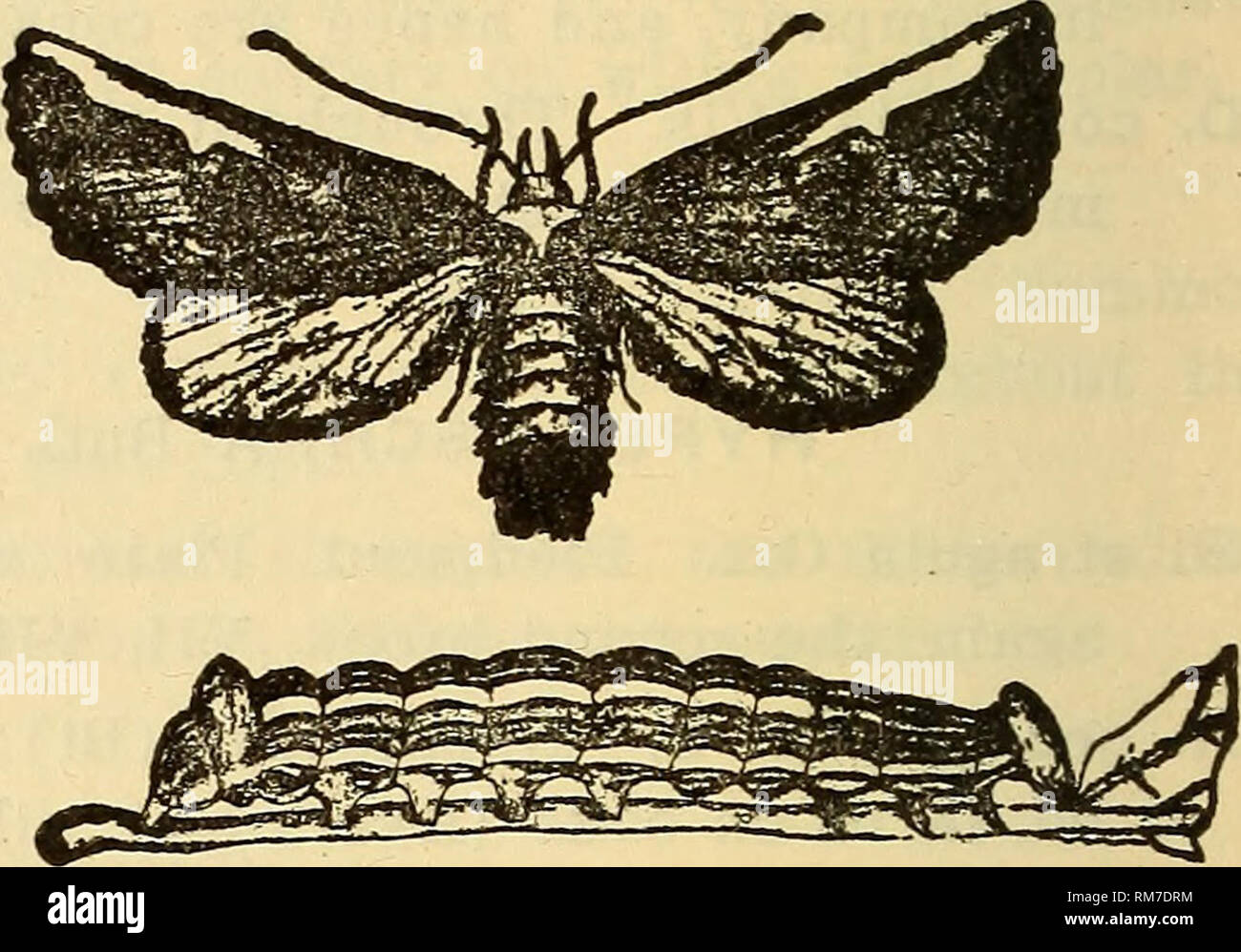 . Annual report, including a report of the insects of New Jersey, 1909. 488 REPORT OF NEW JERSEY STATE MUSEUM, SYMMERISTA Hbn. S. albifrons S. &amp; A. Throughout the State; larva gregarious and sometimes very abun- dant on oak. Acres of scrub land are sometimes almost completely defoliated, but the insect is rarely abundant two seasons in succession. DASYLOPHIA Pack. D. anguina S. &amp; A. Throughout the State VI-VIII, nowhere common; larva on locust, false indigo, clover, etc. D. thyatiroides Wlk. Near New York (Bt); Jamesburg (Sm); very rare everywhere; larva on hickory.. Fig. 199- -Symmeri Stock Photo