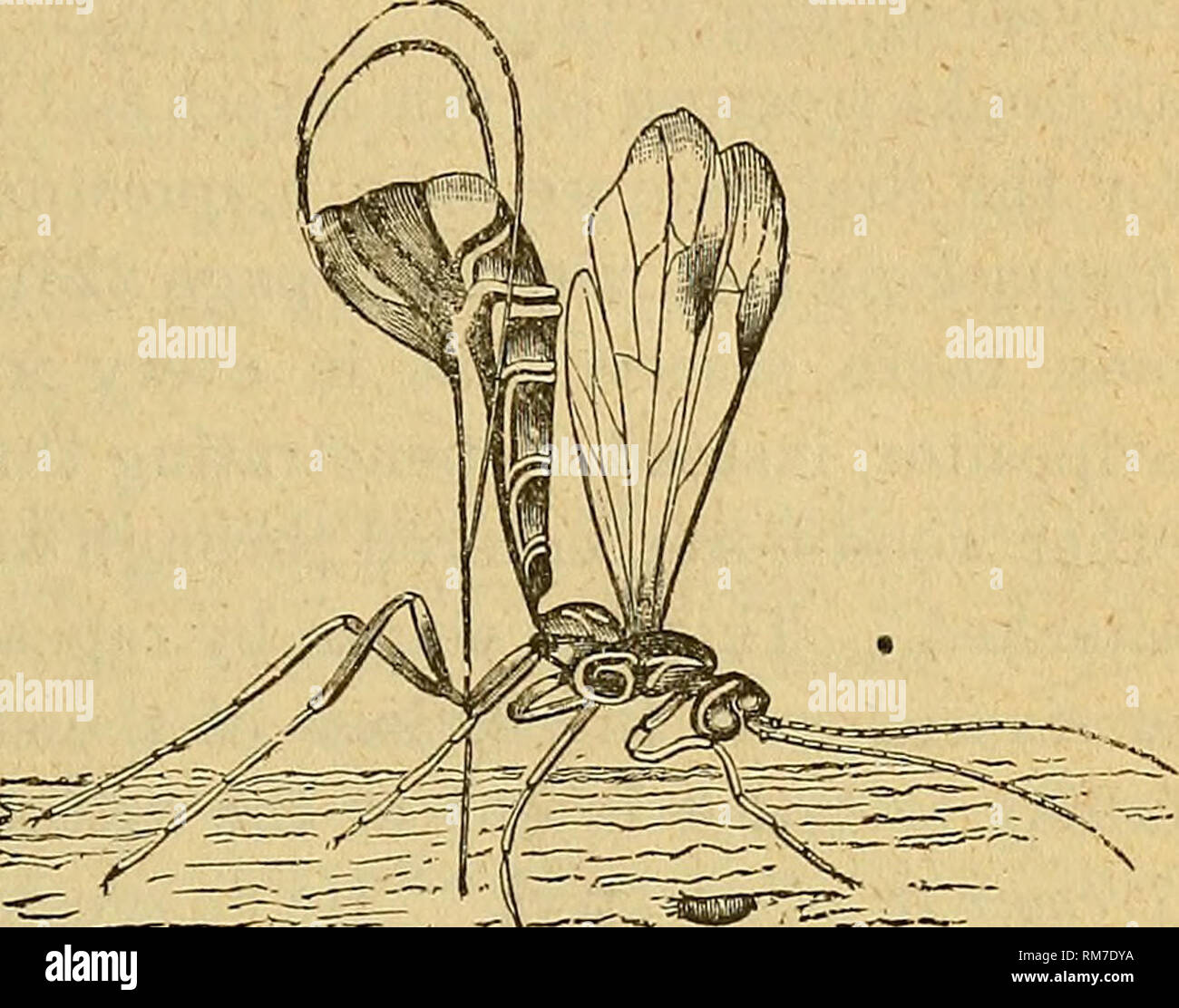 Vigorous Insect Under contractions hi-res stock photography and images - Alamy