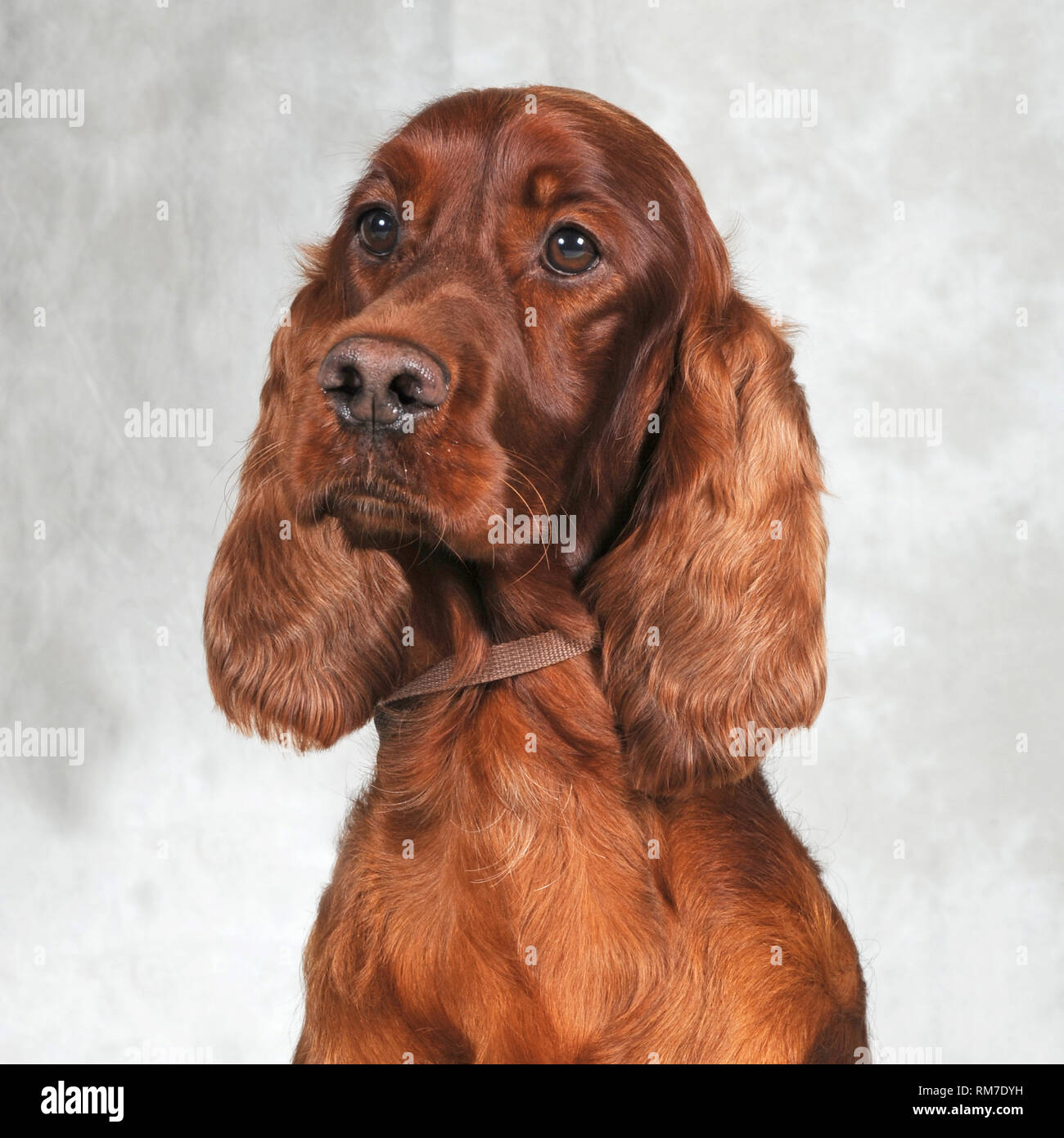 irish setter dog Stock Photo - Alamy