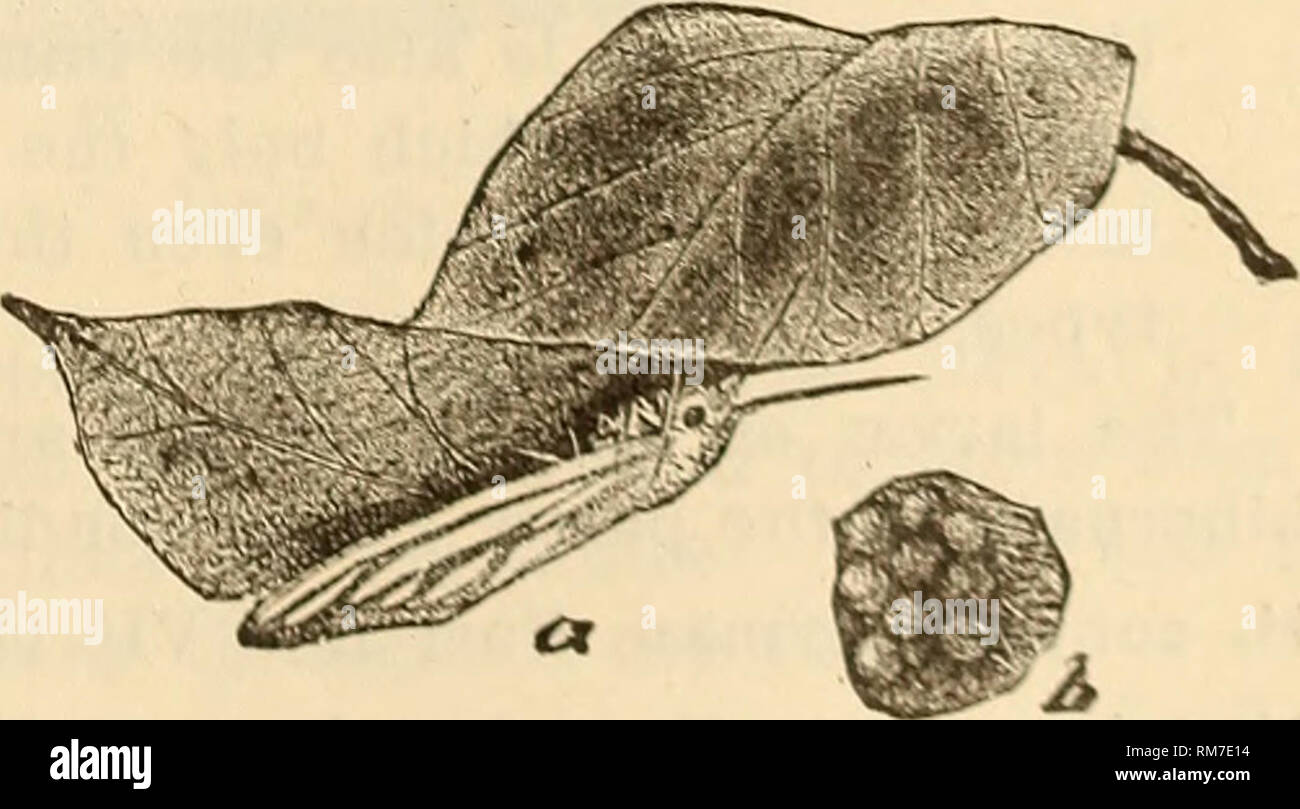 . Annual report, including a report of the insects of New Jersey, 1909. Fig. 180. Fig. 179.-—The fall web worm, Hyphan- tria cunea: a, b, c, varieties of larva; d, e, pupse; f, moth of the normal white form. Fig. 180.—Varieties in wing markings of Hyphantria cunea. Fig. 181.—Female Hyphantria ovipositing on under side of leaf; b, a little group of eggs, enlarged.. Fig. li. Please note that these images are extracted from scanned page images that may have been digitally enhanced for readability - coloration and appearance of these illustrations may not perfectly resemble the original work.. New Stock Photo
