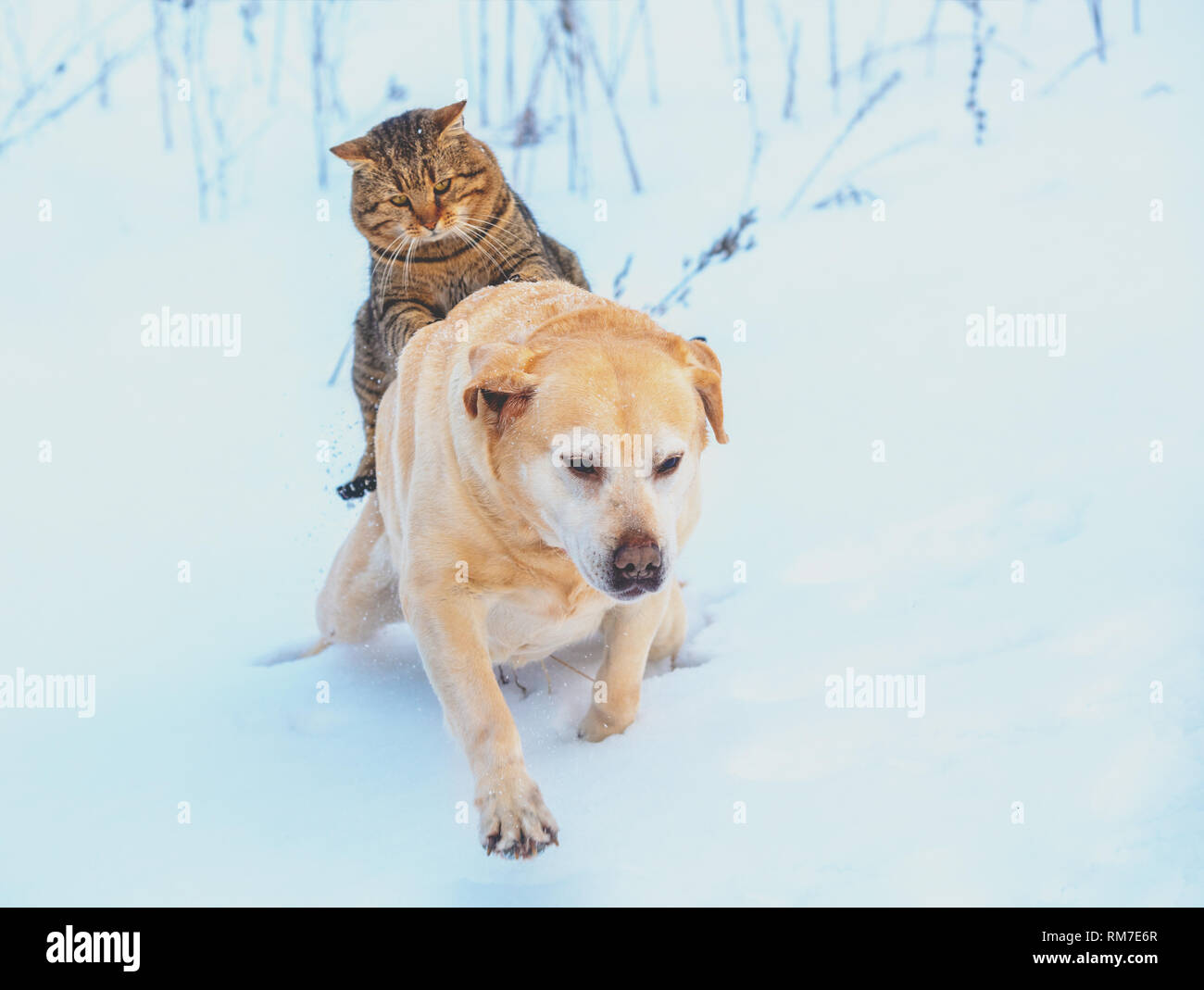 Funny cat and dog are best friends. Cat riding the dog outdoors in snowy winter Stock Photo