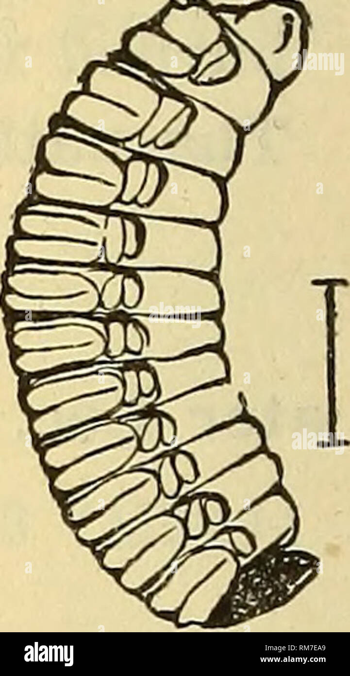 . Annual report, including a report of the insects of New Jersey, 1909. . Fig. 164.—Chestnut weevil and its work; a, beetle from above; h, same in outline from side; larva: all enlarged. B. obtusus Blanch. Hopatcong (Pm); Newark Dist. (Bf); New Bruns- wick. B. baculi Chitt. (uniformis Lee.) Throughout the State; larva in acorns. B. nasicus Say. Throughout the State; larva in acorns. B. pardalis Chitt. Sandy Hook; larva breeds in acorns (Coll). B. cary.^ Horn. Throughout the State Vl-VIII, the larva in hickory. B. rectus Say. Common everywhere; the larva in chestnut. B. quercus Horn. Brigantine Stock Photo