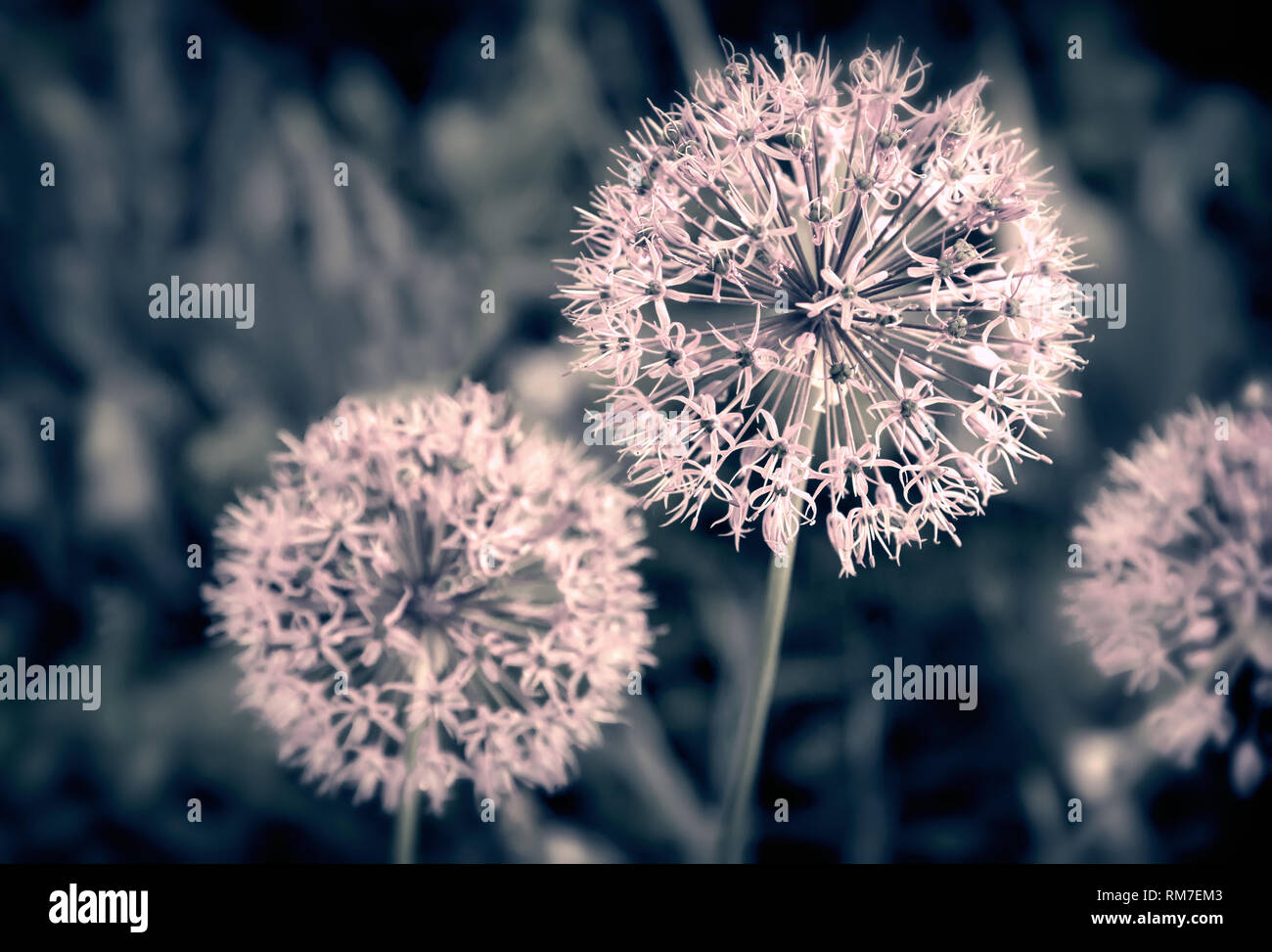 Spherical inflorescences of perennial herbaceous ornamental plants of ...