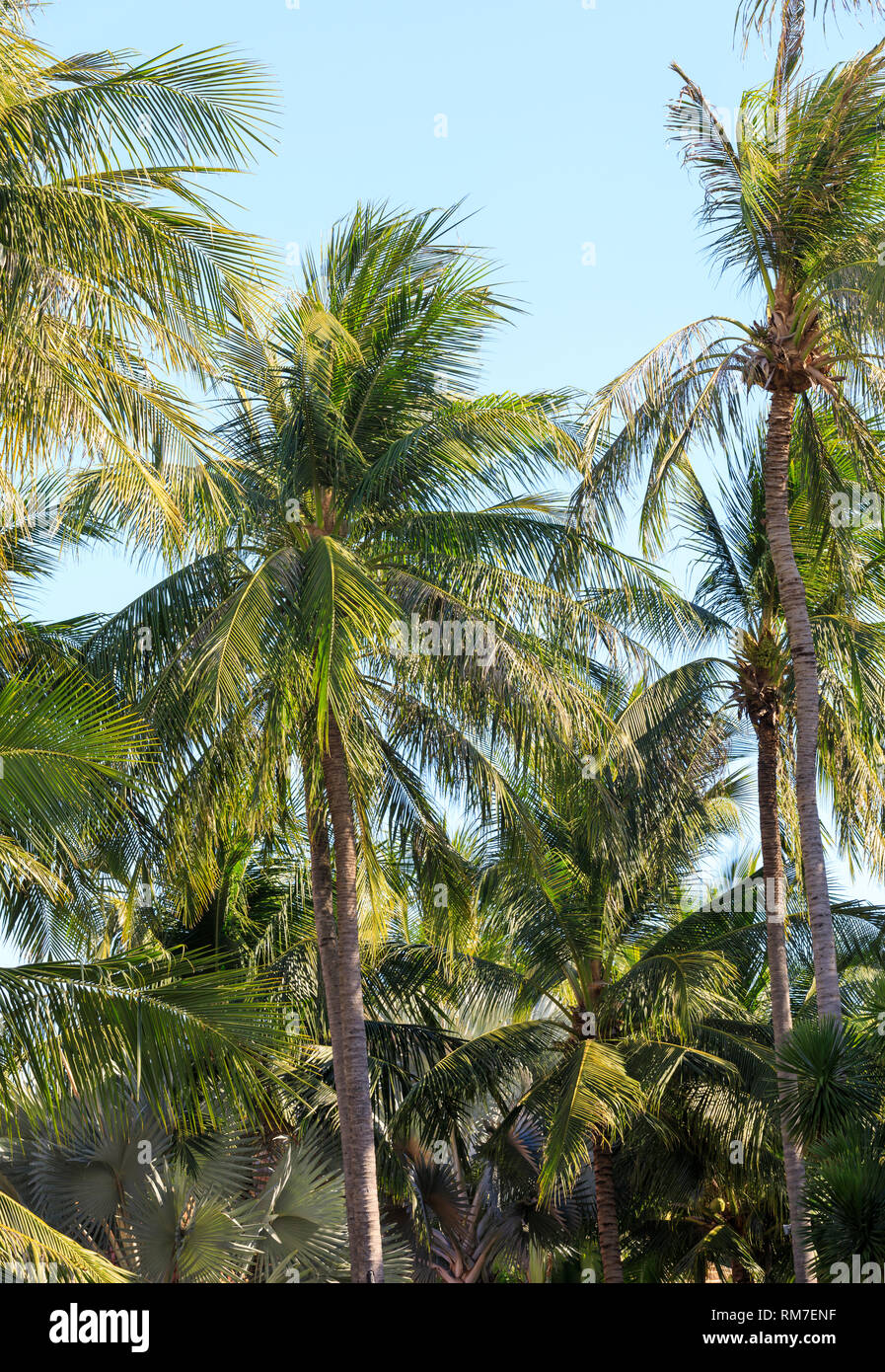 Tall palm trees in green hi-res stock photography and images - Alamy