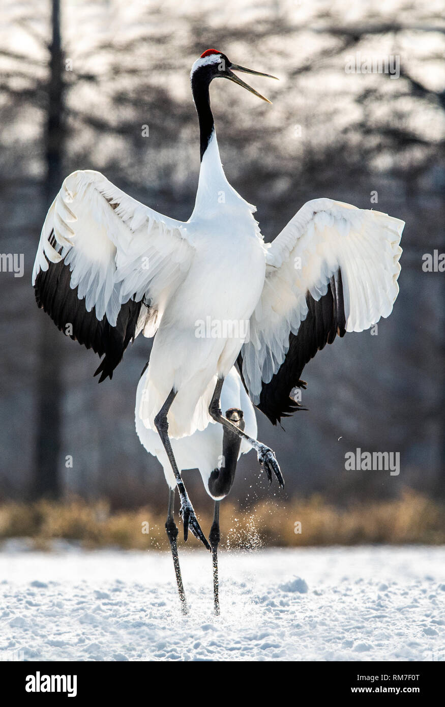 Dancing Cranes. The ritual marriage dance of cranes. The redcrowned