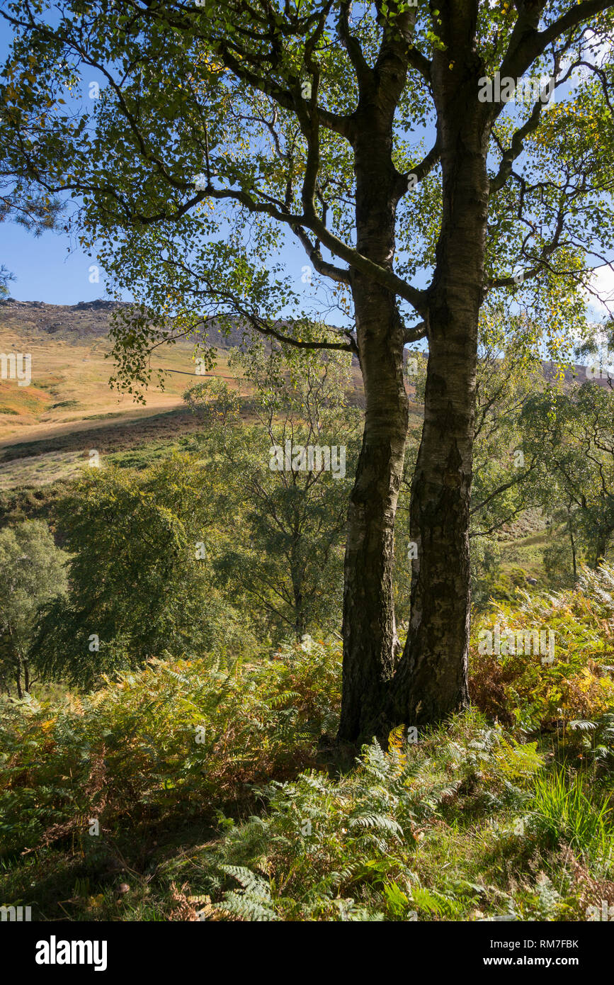 Silver Birch in an early autumn landscape. Dove Stone reservoir, Greenfield, Greater Manchester, England. Stock Photo