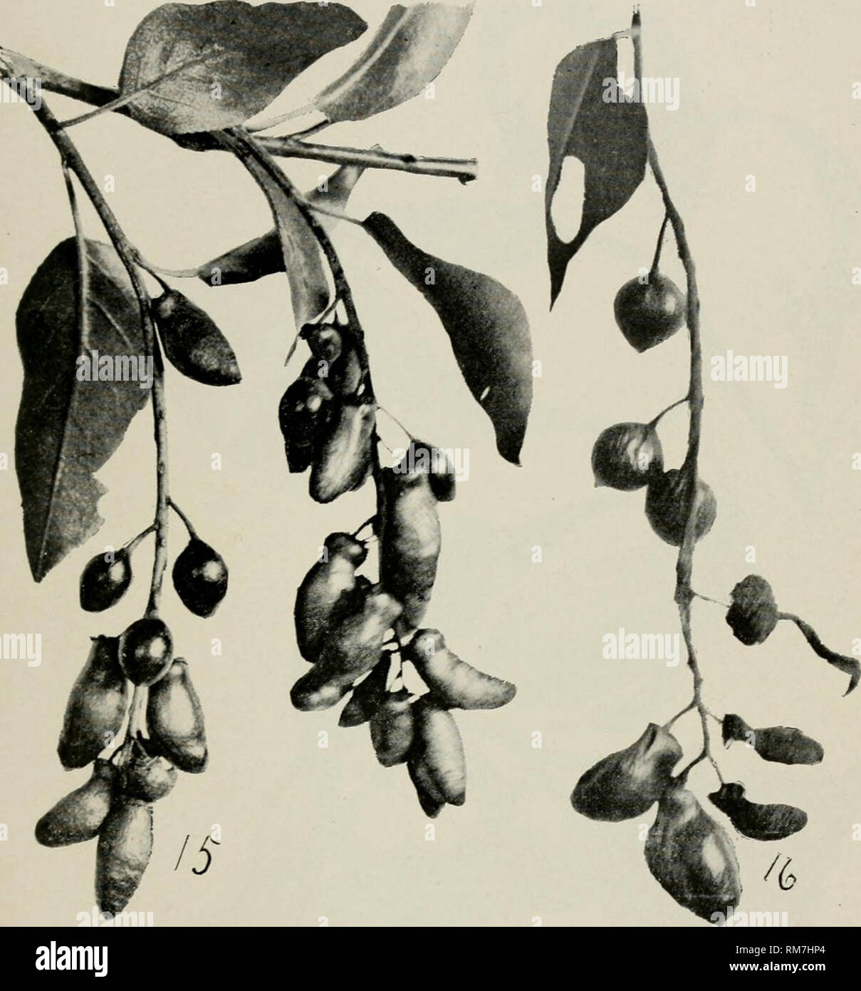 . Annual report of the Agricultural Experiment Station. Cornell University. Agricultural Experiment Station; Agriculture -- New York (State). Plate VII.—Prtimcs virgiiiiana L., choke cherry {Exoascus cecidornophilus Atkinson in fruits deformed by cecidomid larvis.. Please note that these images are extracted from scanned page images that may have been digitally enhanced for readability - coloration and appearance of these illustrations may not perfectly resemble the original work.. Cornell University. Agricultural Experiment Station. Ithaca, N. Y. : The University Stock Photo