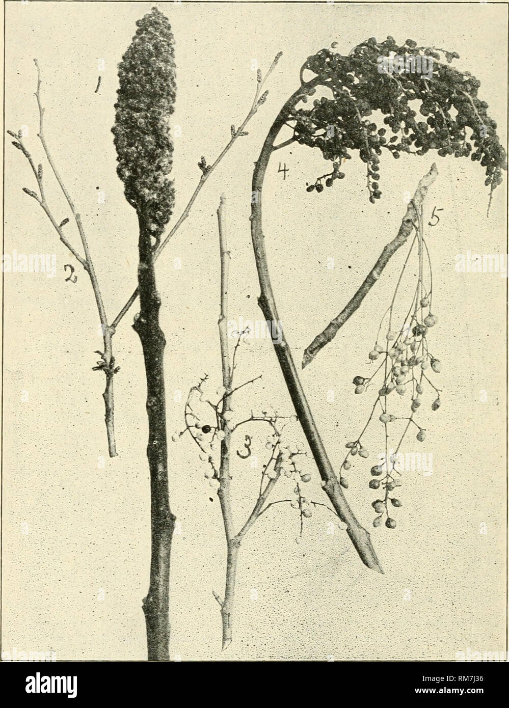 . Annual report of the Agricultural Experiment Station. Cornell University. Agricultural Experiment Station; Agriculture -- New York (State). 310 Junior Naturalist Monthly.. Fig. 4.—Fruit arid twigs of the comynon sumacs or sJioc-macks. 1, Staghorn; 2, fragrant sumac; 3, poisori ivy; 4, smooth sumac; 5, poison sumac.. Please note that these images are extracted from scanned page images that may have been digitally enhanced for readability - coloration and appearance of these illustrations may not perfectly resemble the original work.. Cornell University. Agricultural Experiment Station. Ithaca Stock Photo