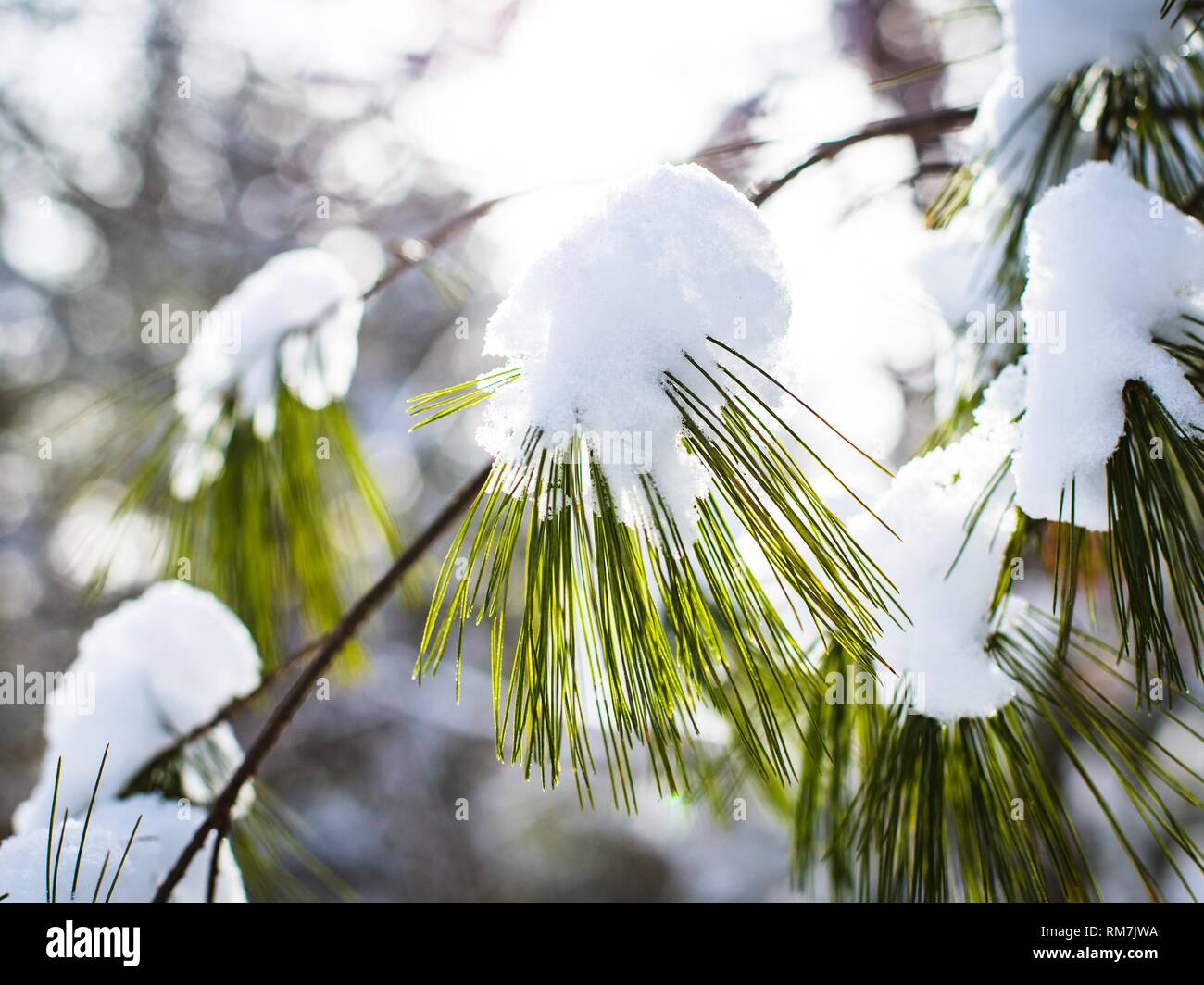 Snow on a pine branch Stock Photo - Alamy