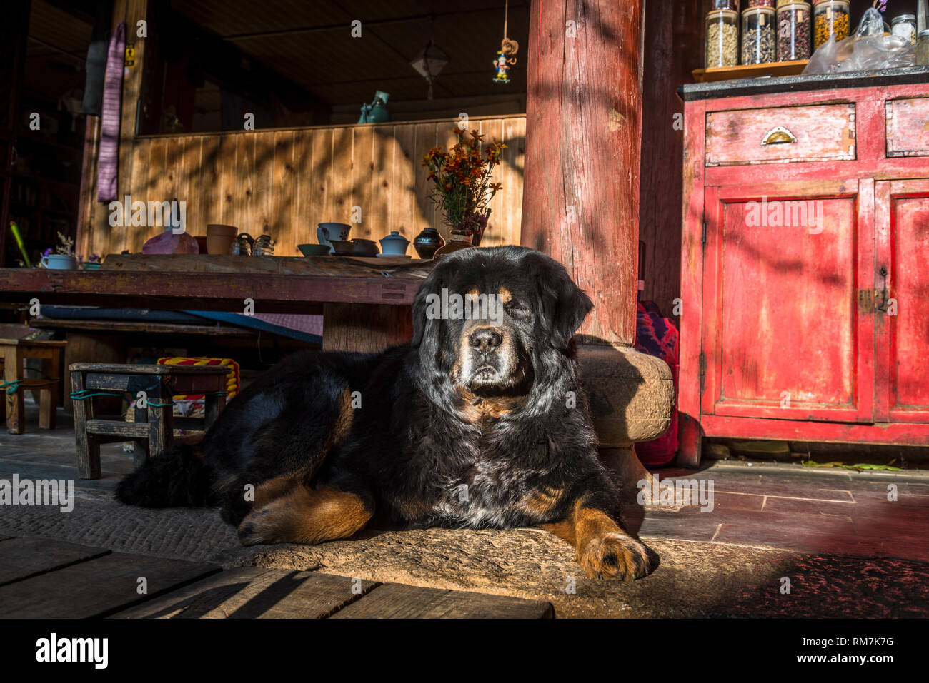 Tibetan Mastiff dog lounging in the sun in a laidback hostel in Shaxi, Yunnan province, China Stock Photo