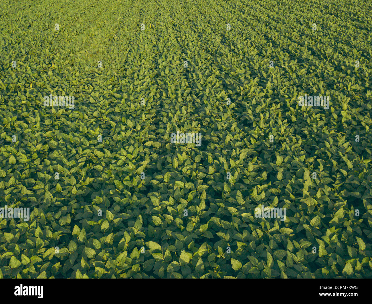 Soybean crop cultivated agricultural field aerial view Stock Photo Alamy