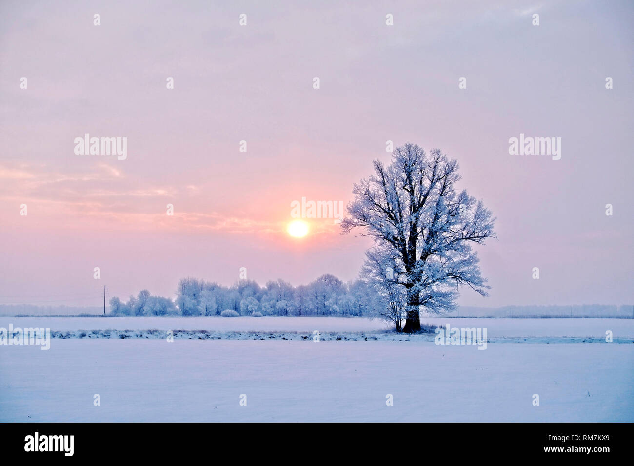 Oak tree snow sunset hi-res stock photography and images - Alamy