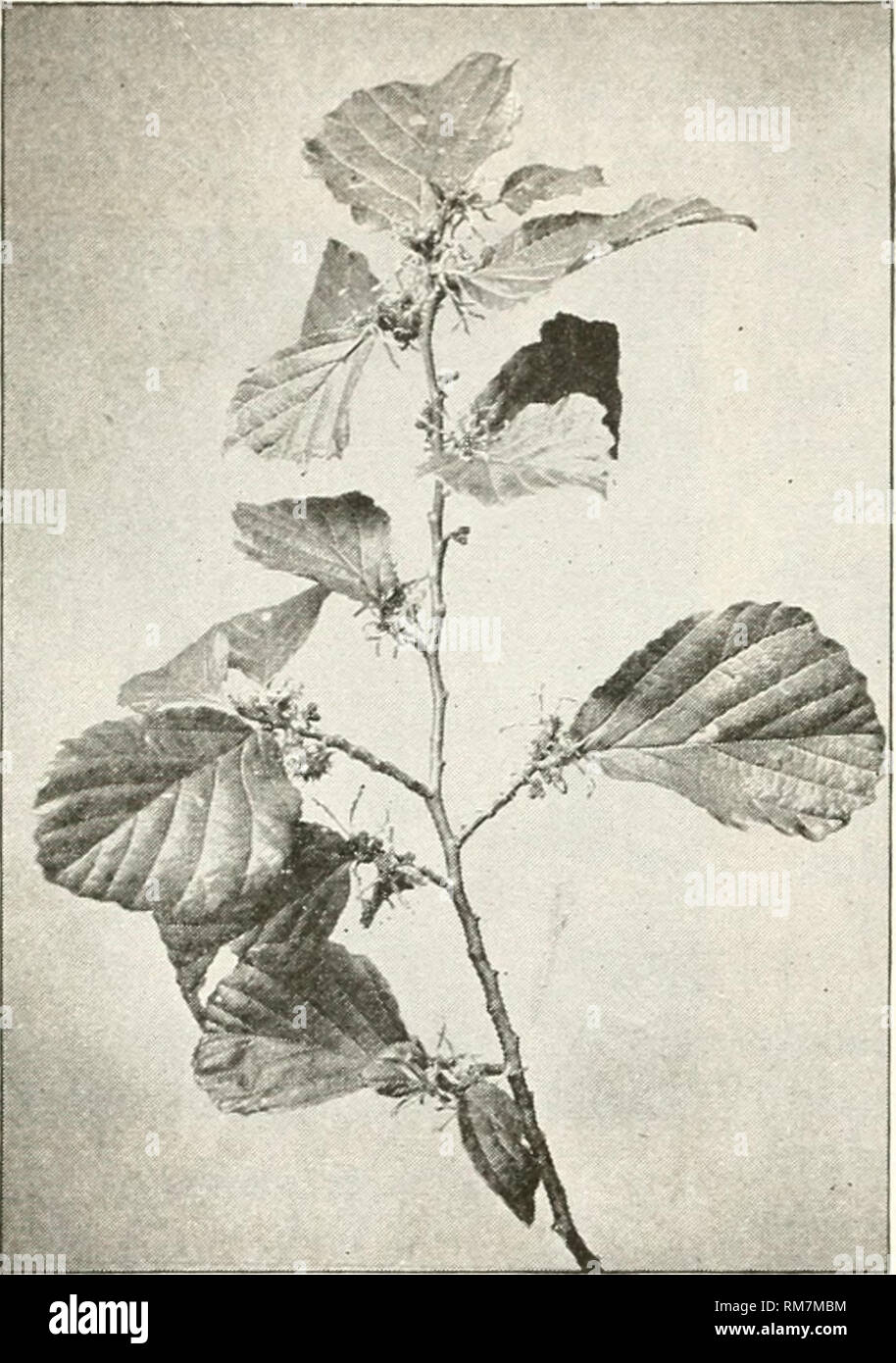 Annual Report Of The New York State College Of Agriculture At