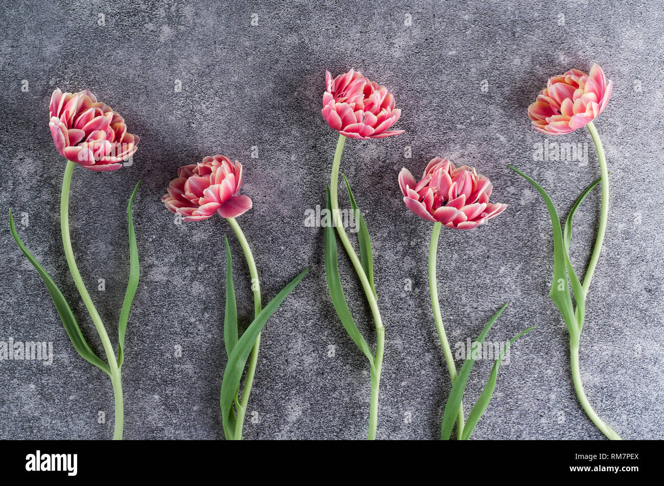 Spring tulips on a grey background Stock Photo