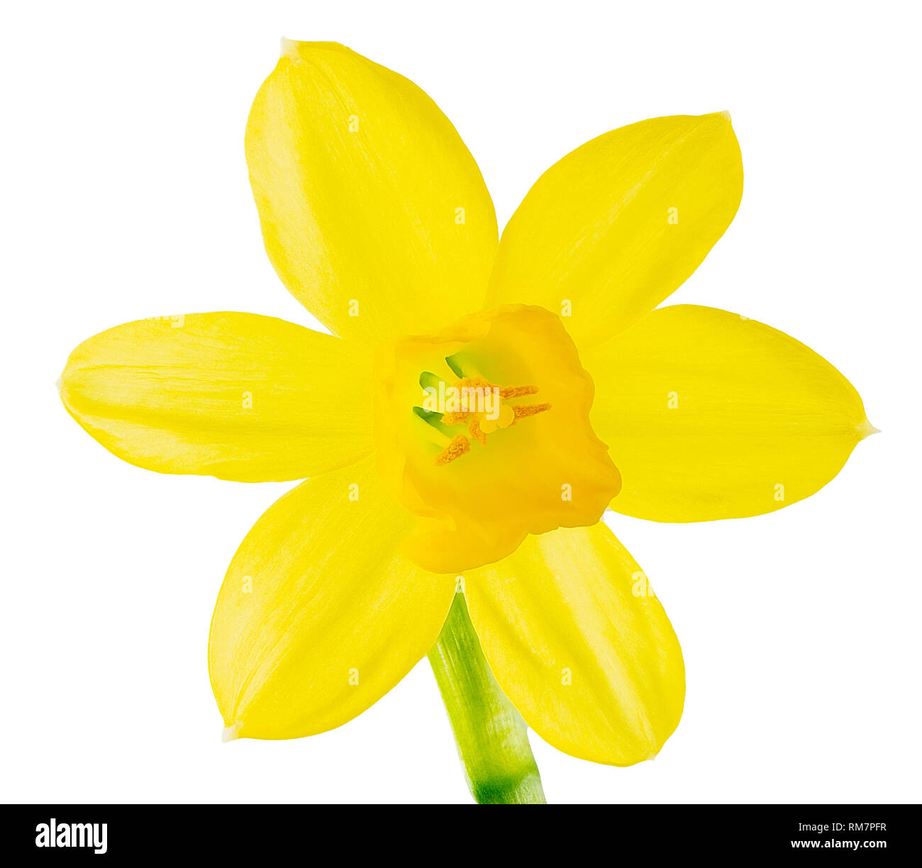 Macro of a isolated yellow daffodil flower blossom Stock Photo