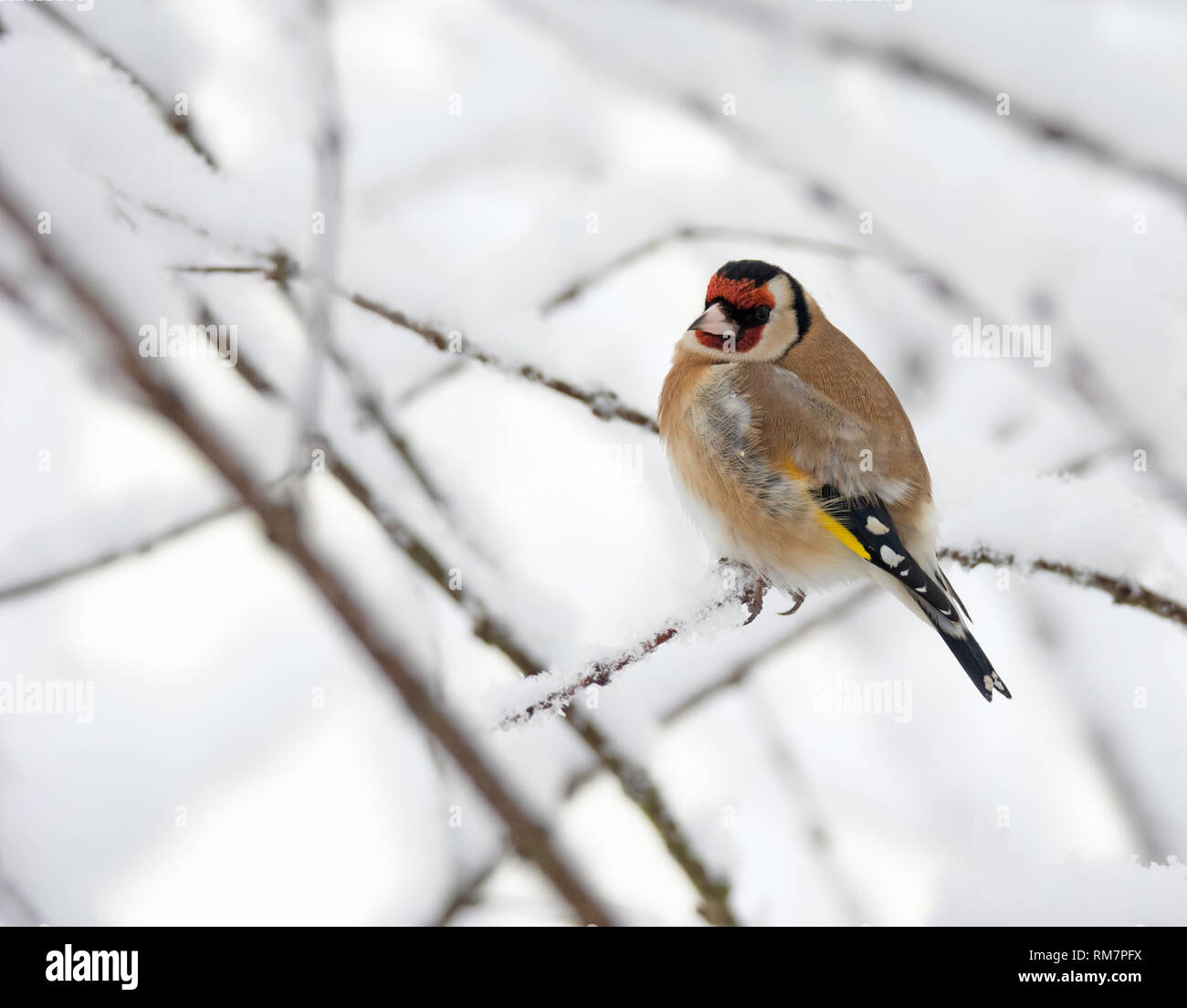 European goldfinch snow hi-res stock photography and images - Alamy